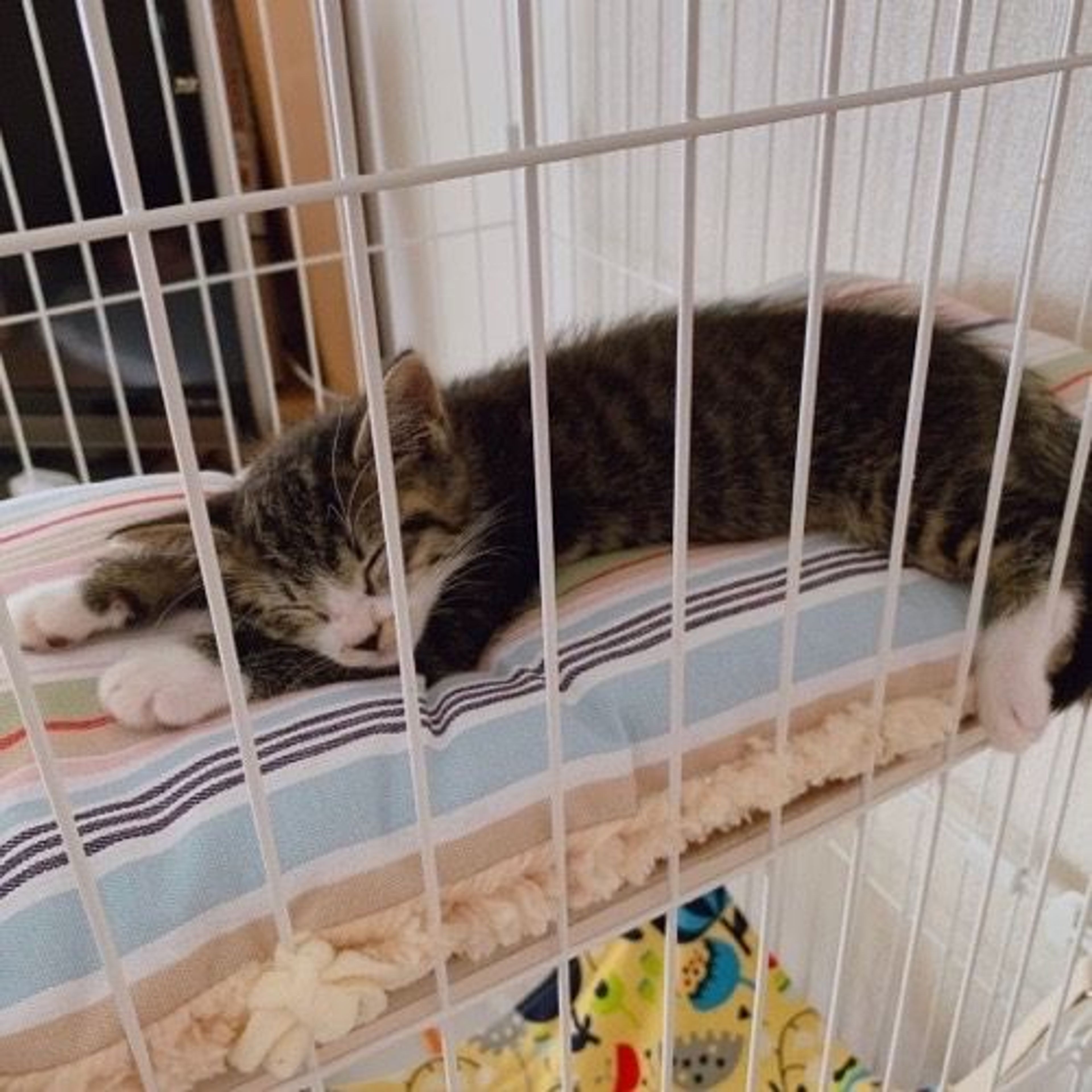 pet-image-6