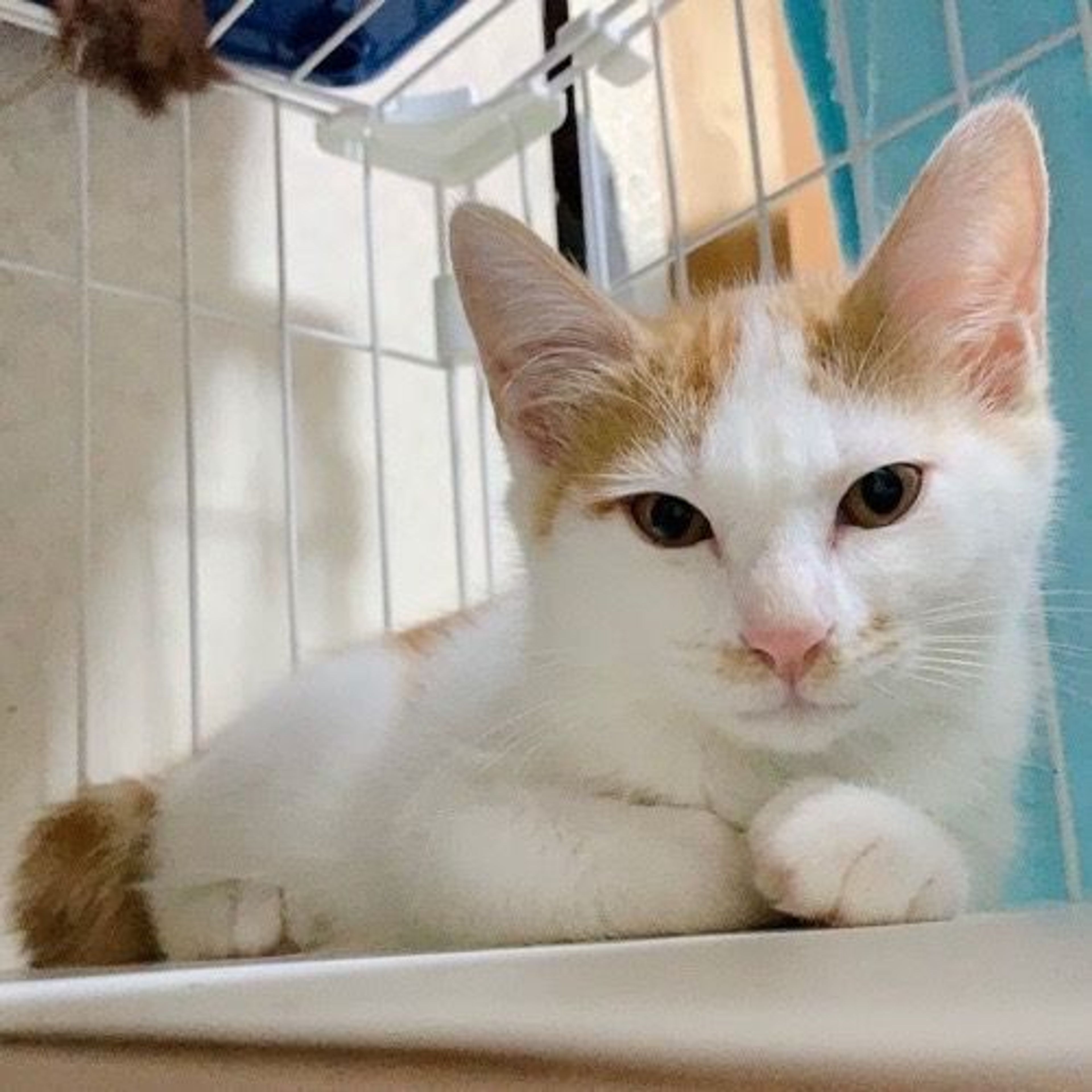 雑種（ミックス猫）・オスの里親募集の写真