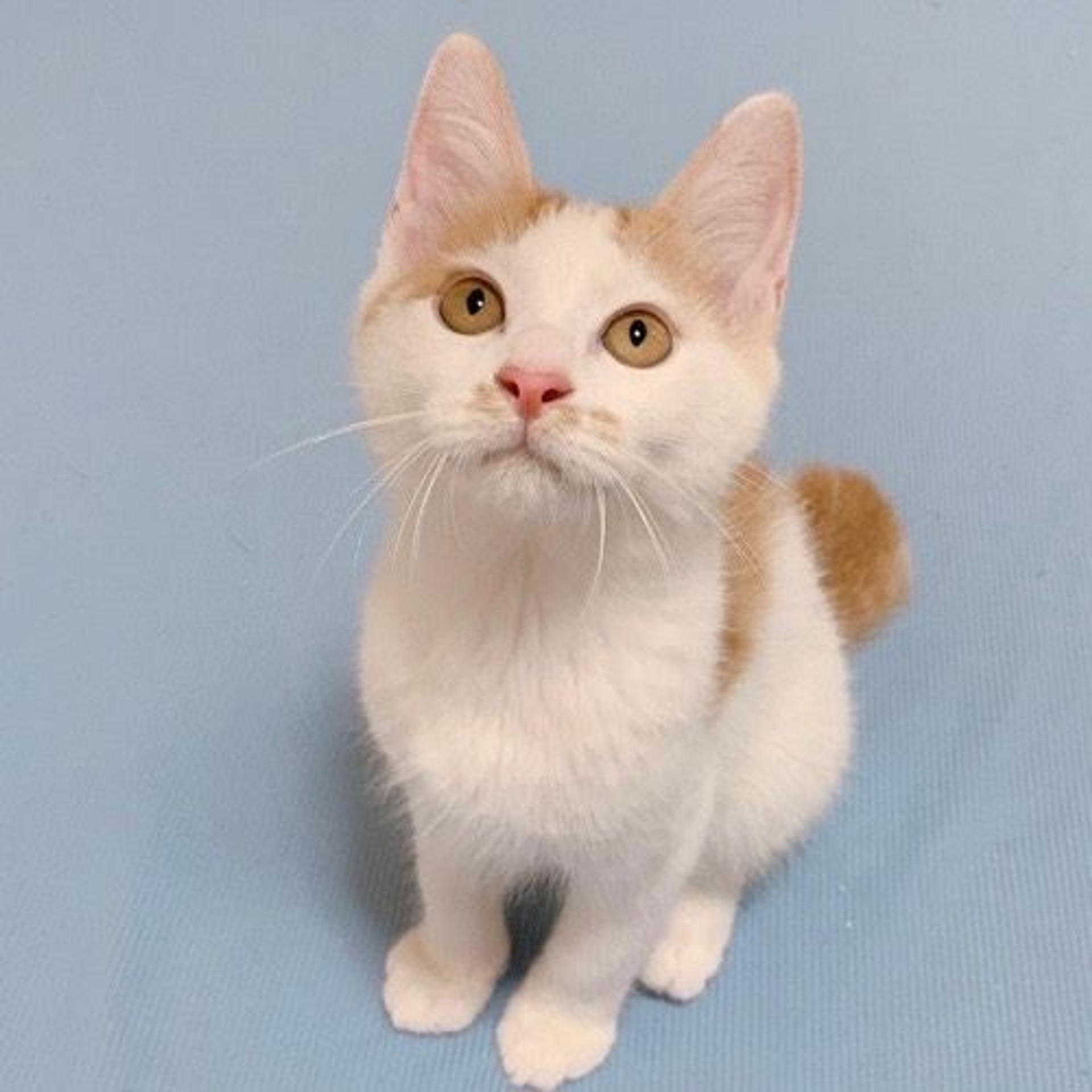 pet-image-2