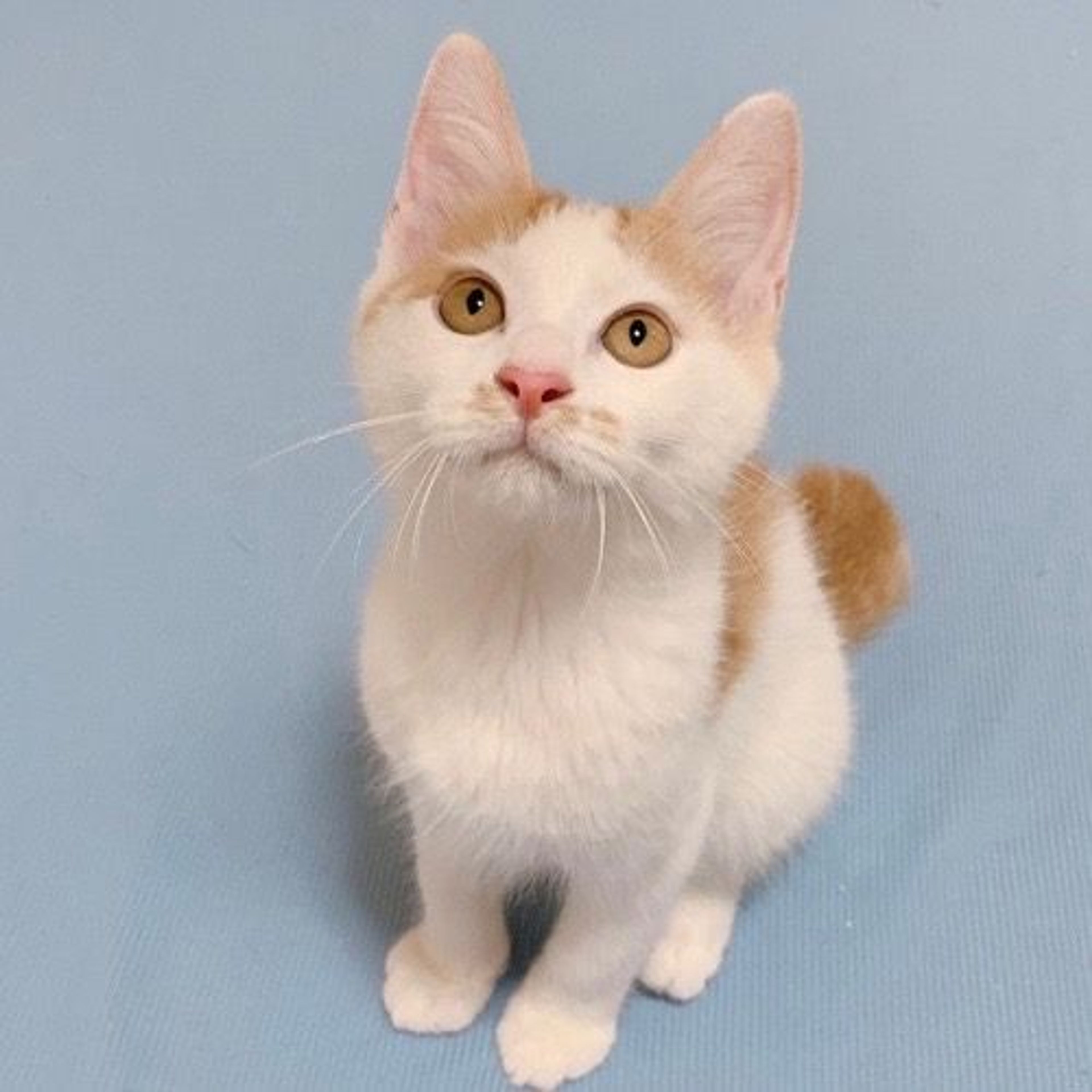 pet-image-2