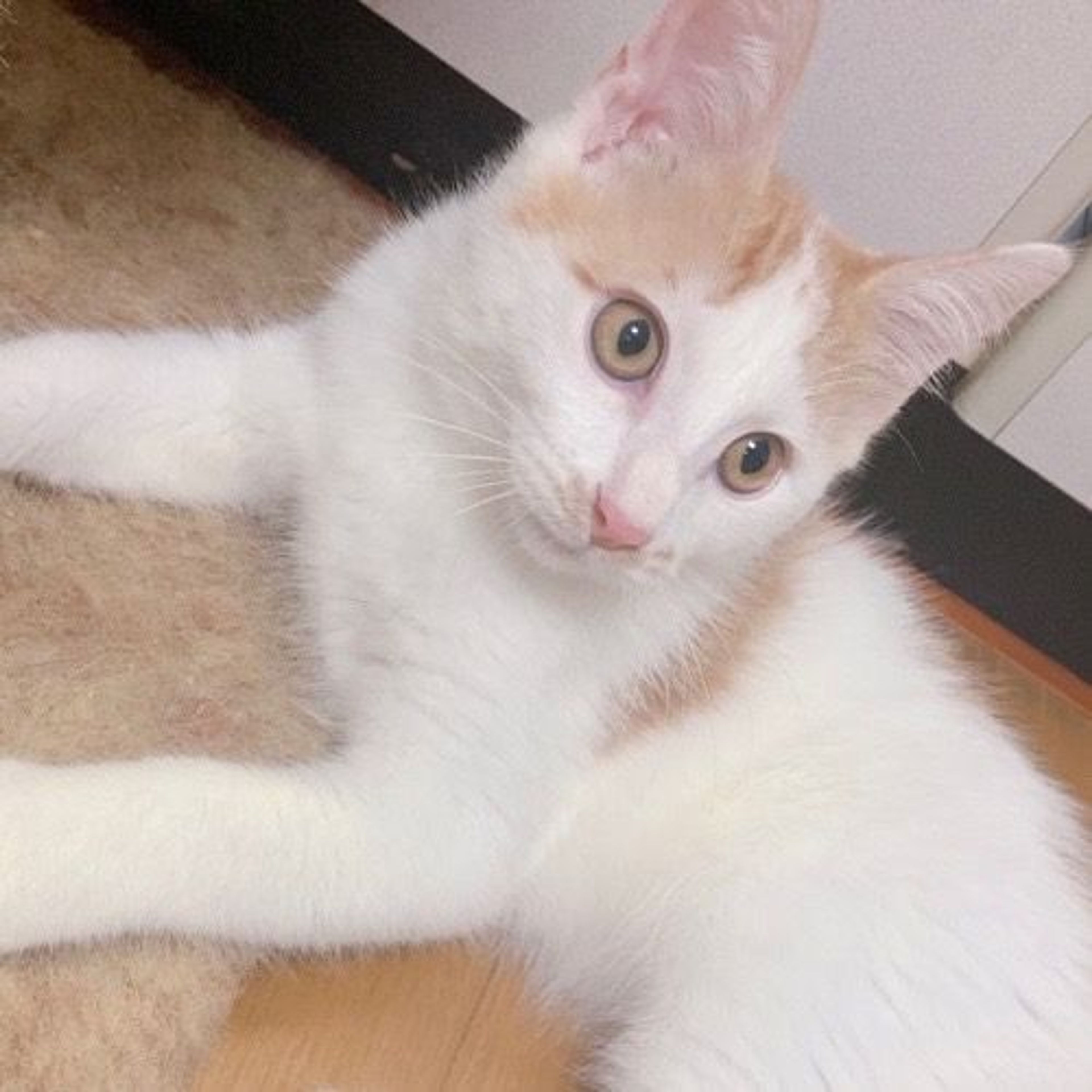 pet-image-4