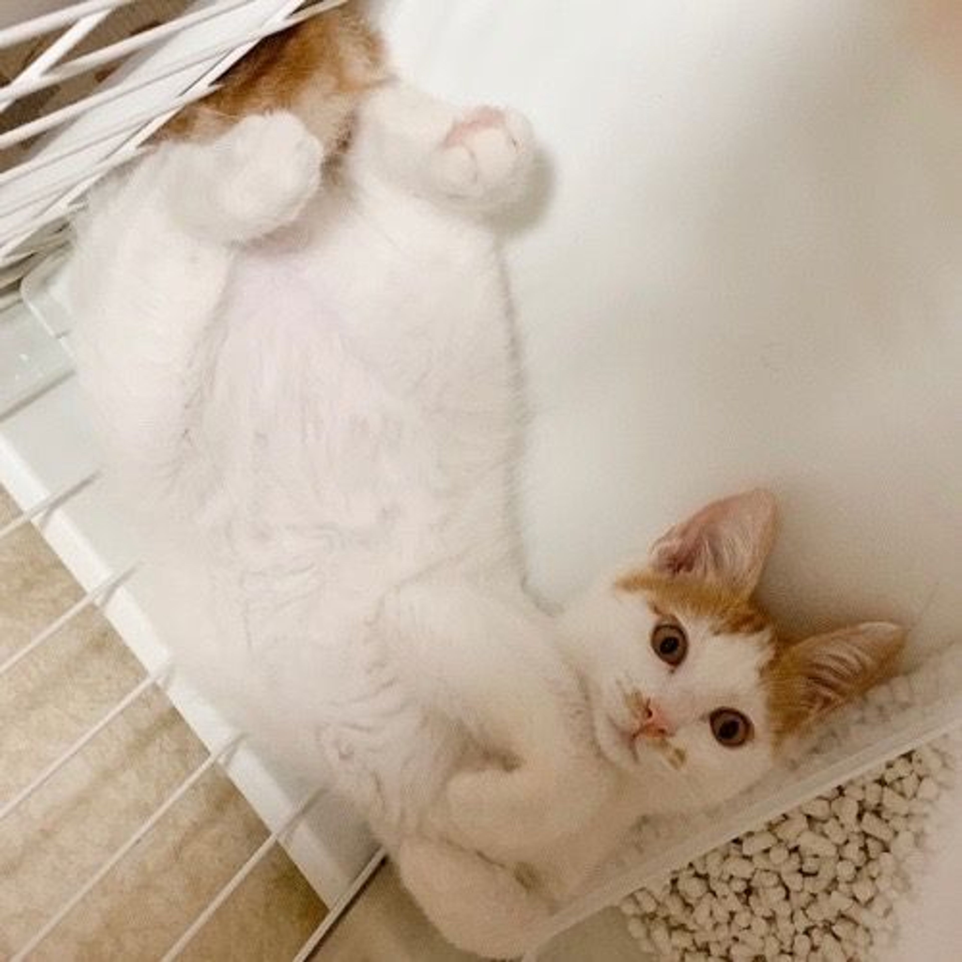 pet-image-5