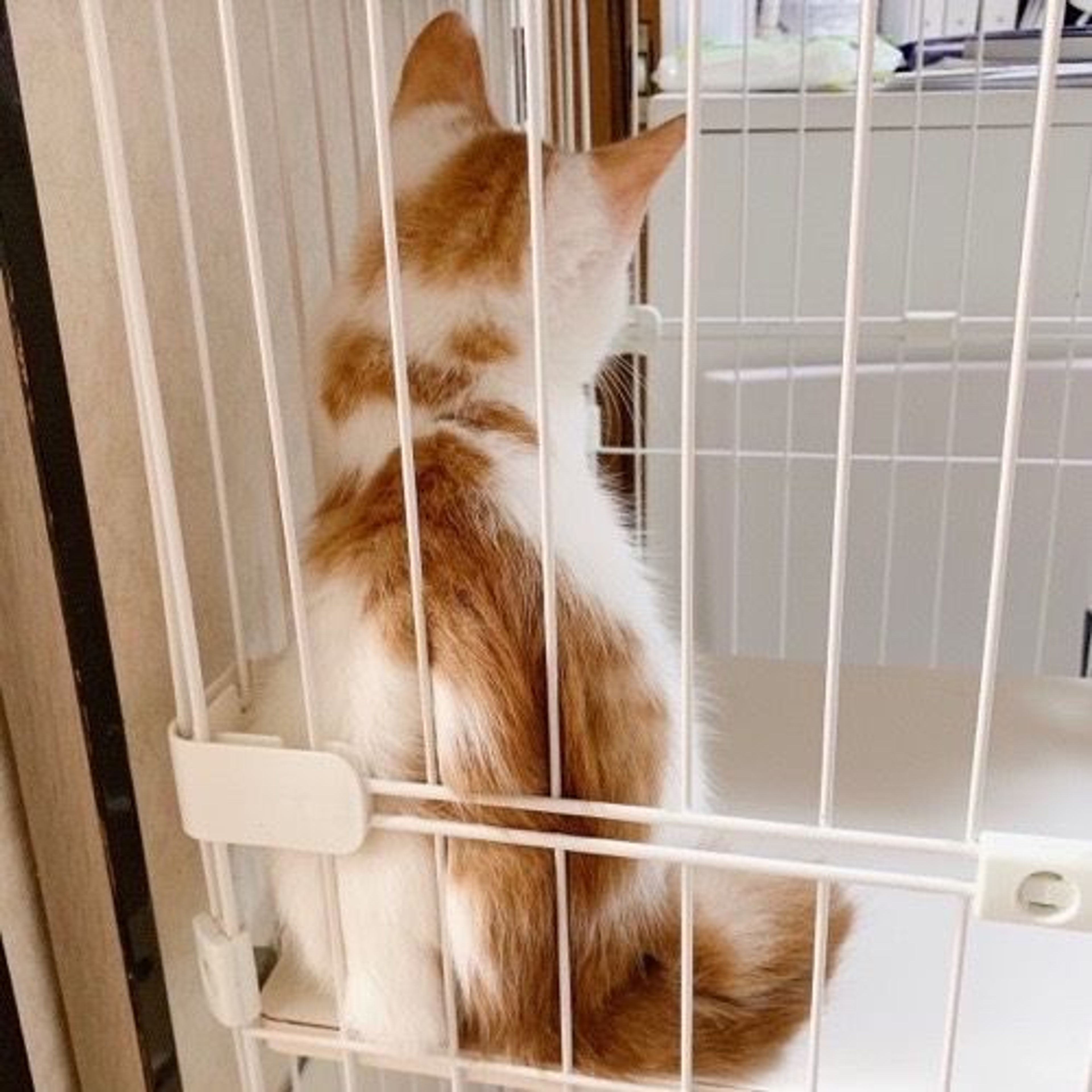 pet-image-6