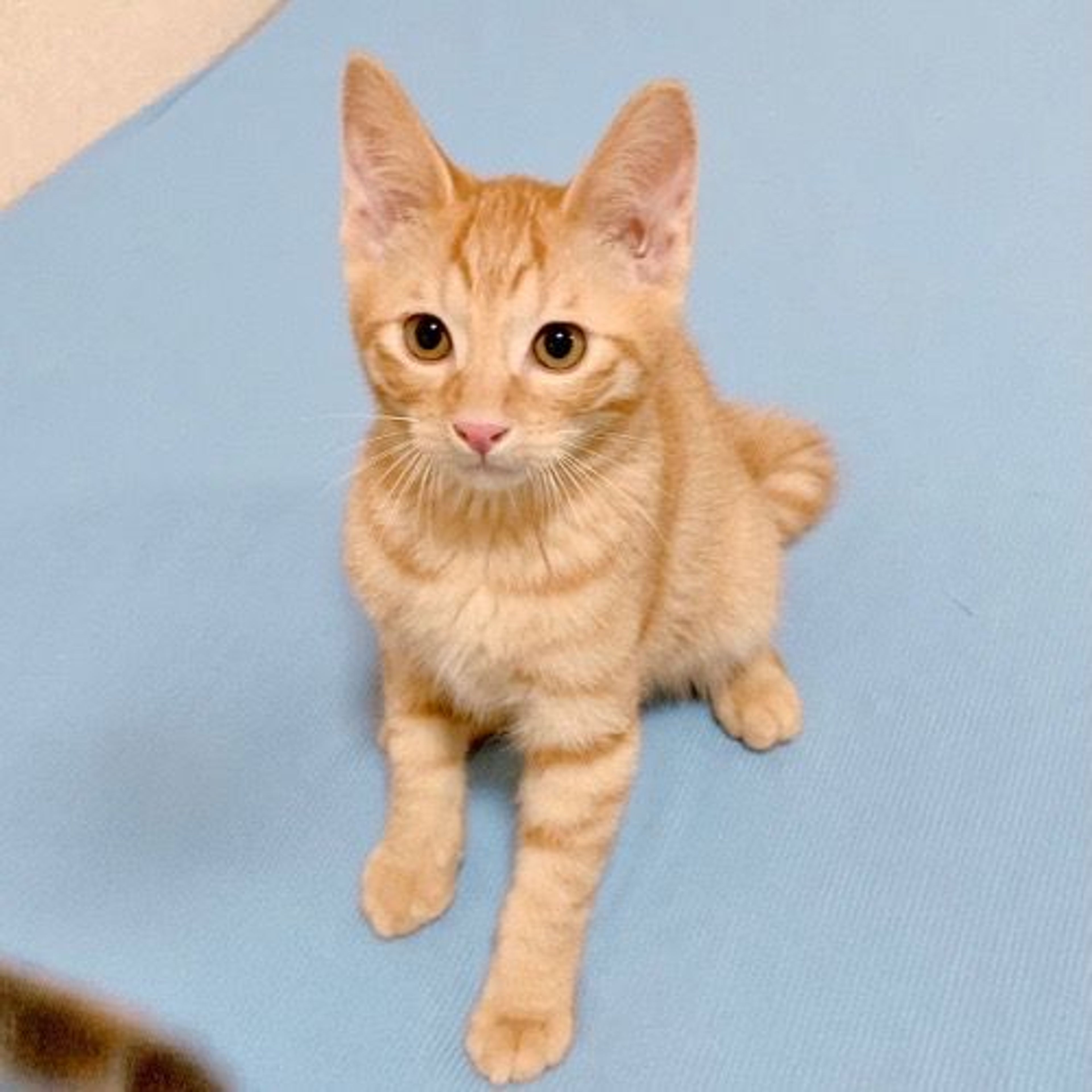 pet-image-3