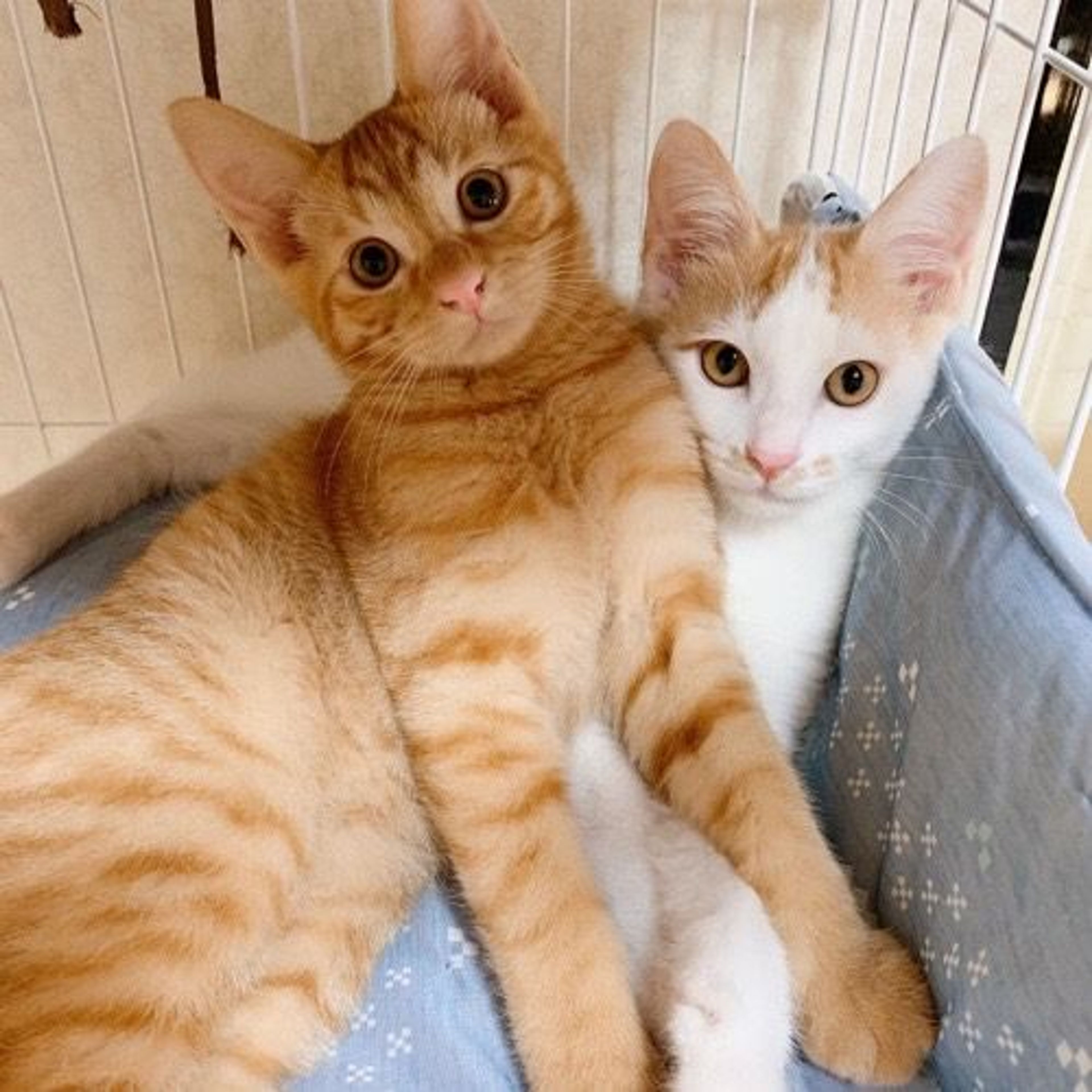 pet-image-4