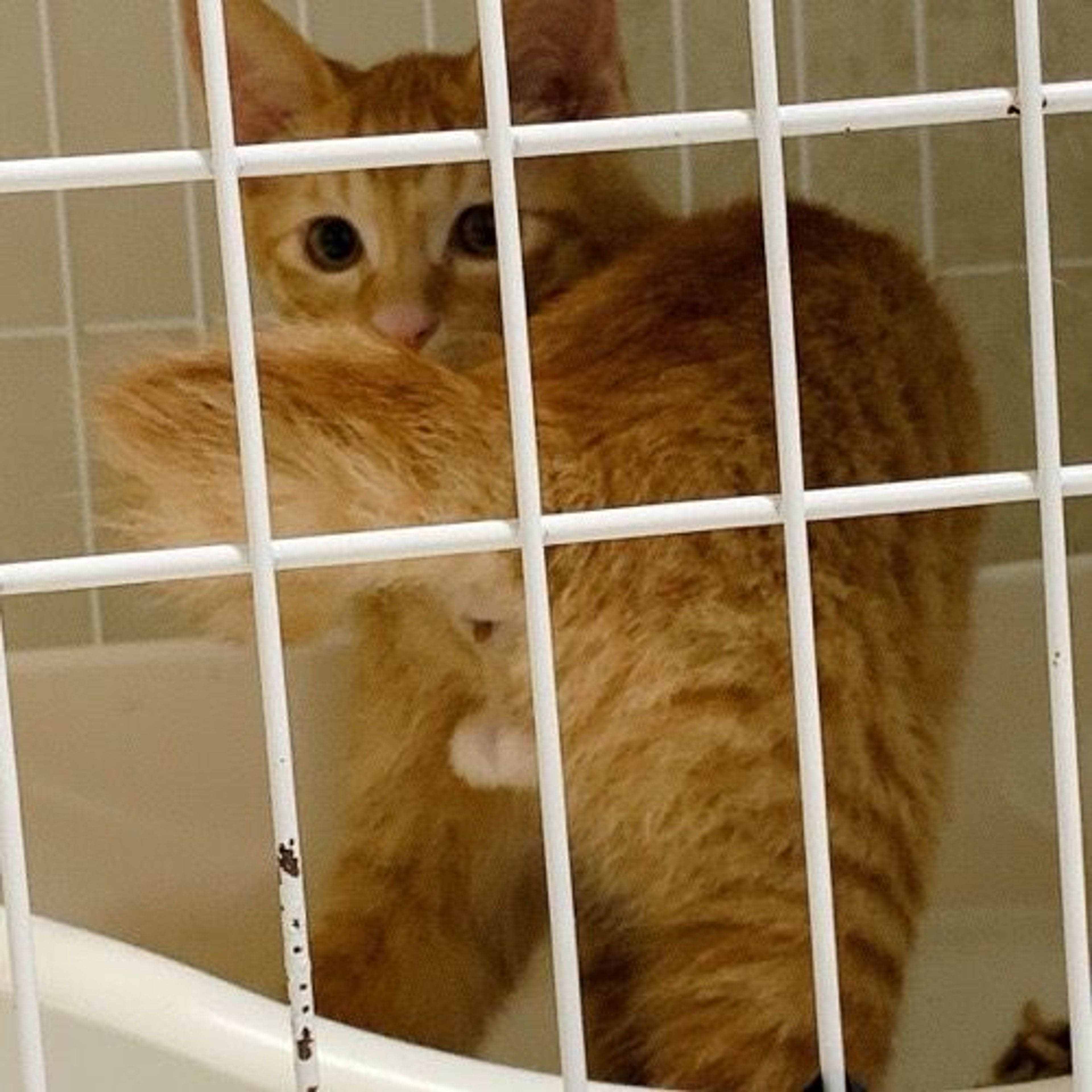 pet-image-6
