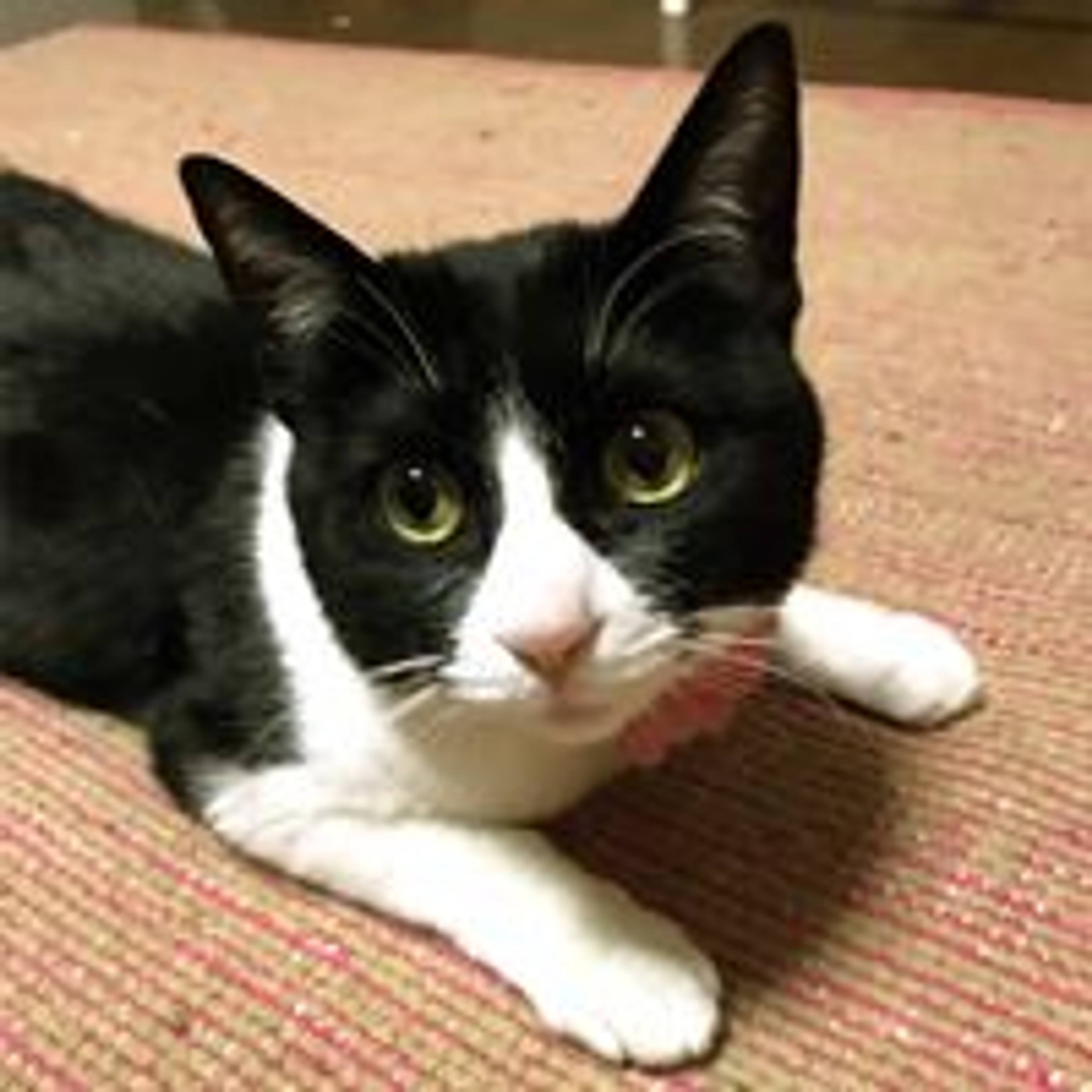雑種（ミックス猫）・メスの里親募集の写真