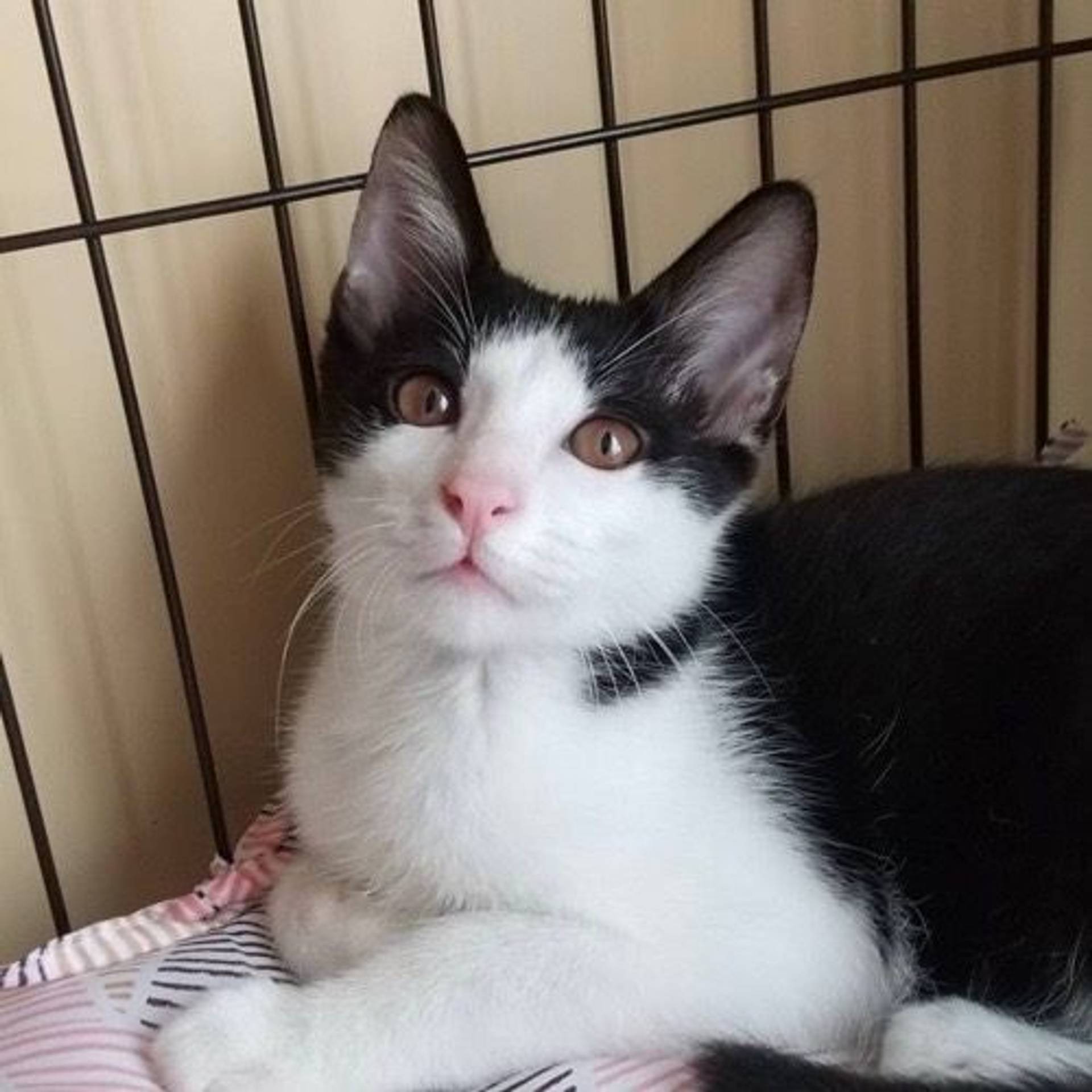 雑種（ミックス猫）・オスの里親募集の写真
