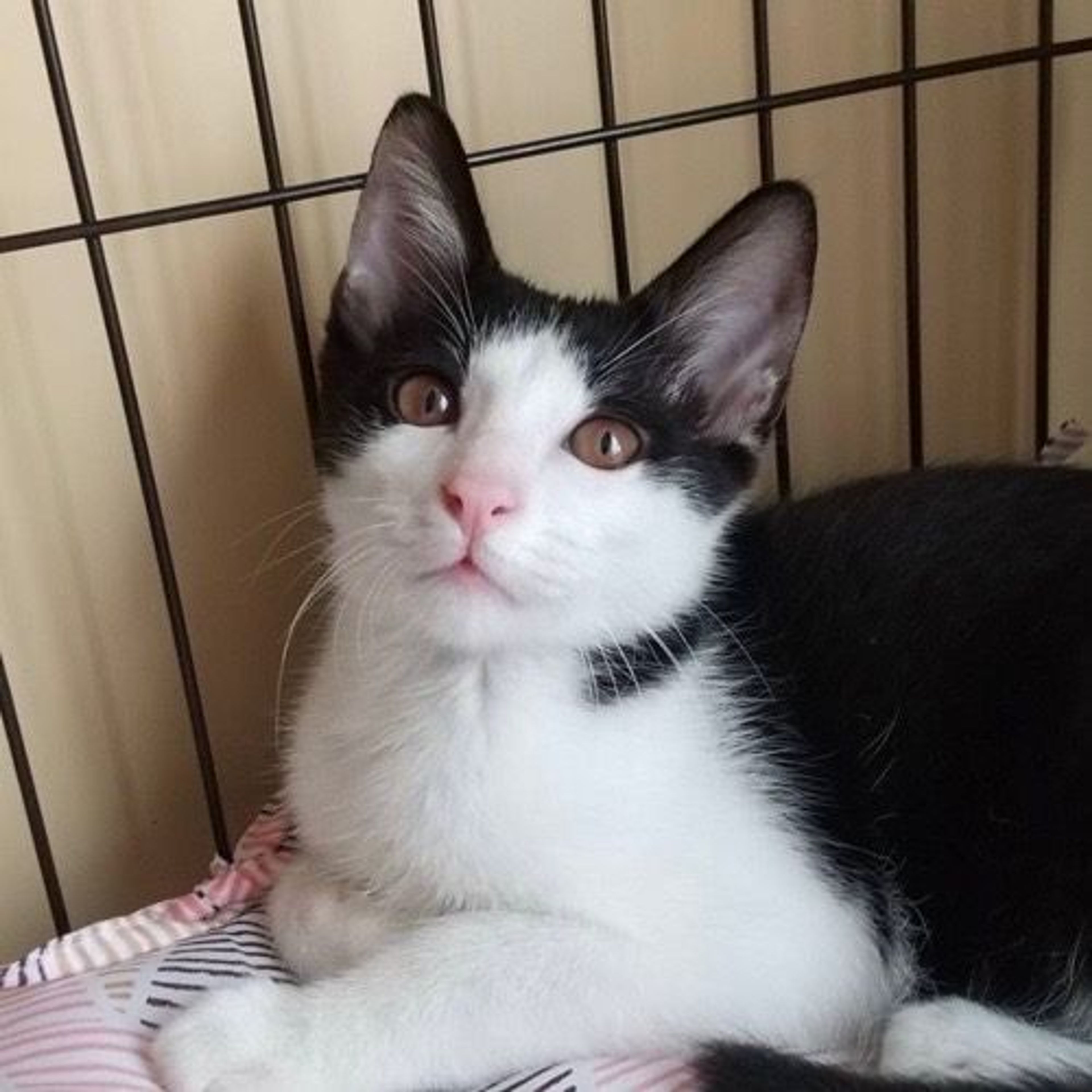 雑種（ミックス猫）・オスの里親募集の写真
