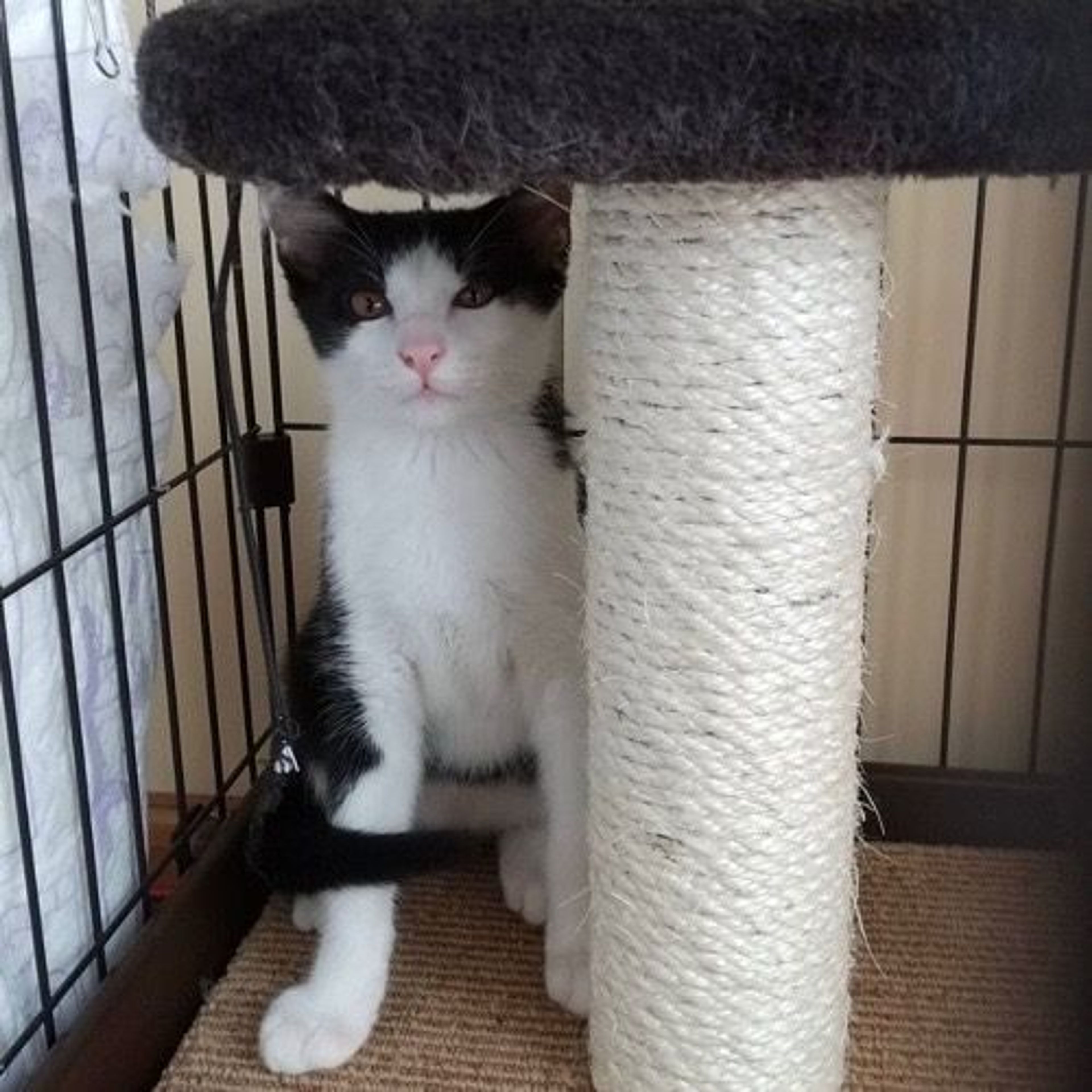 pet-image-3