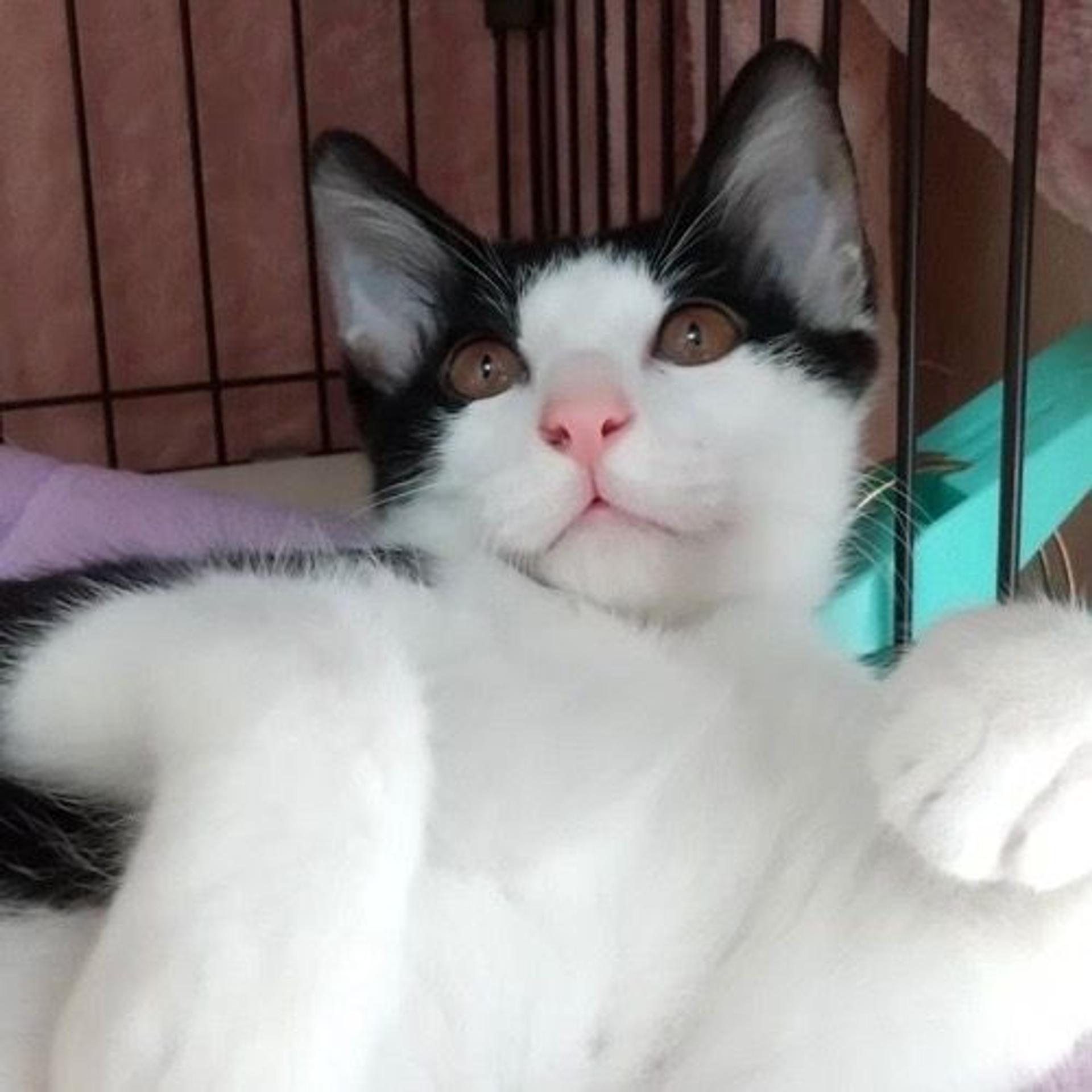 pet-image-5