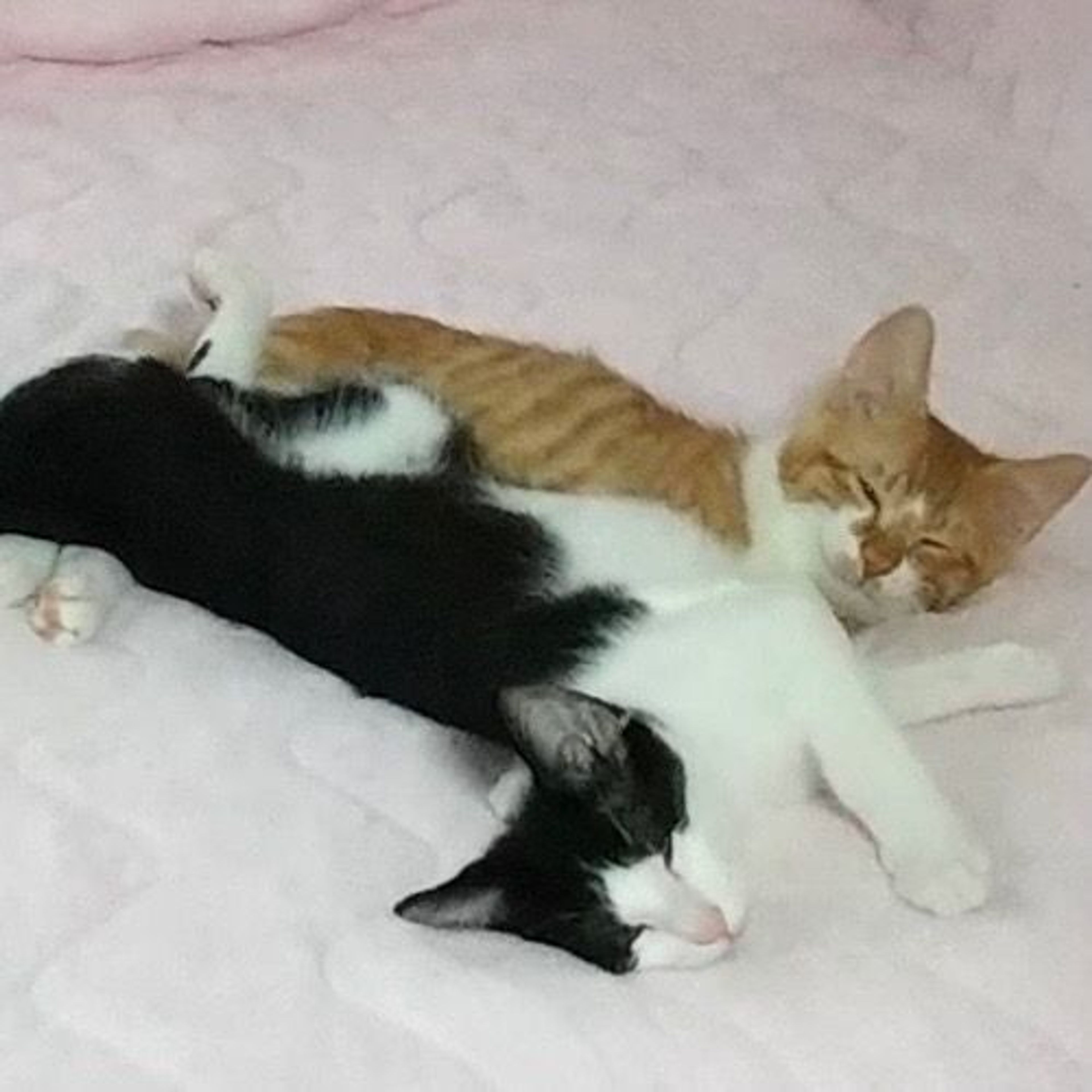 pet-image-6