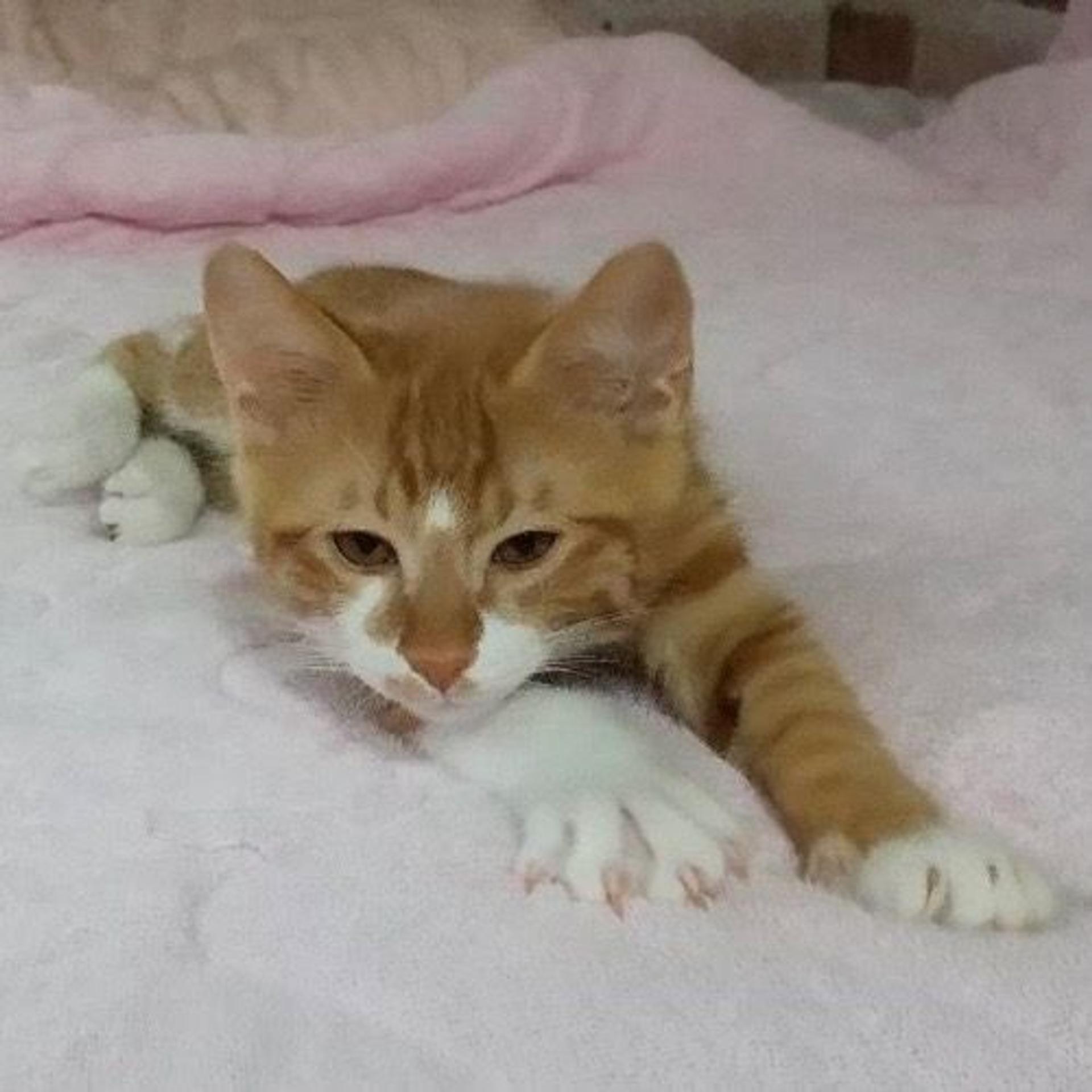 pet-image-6