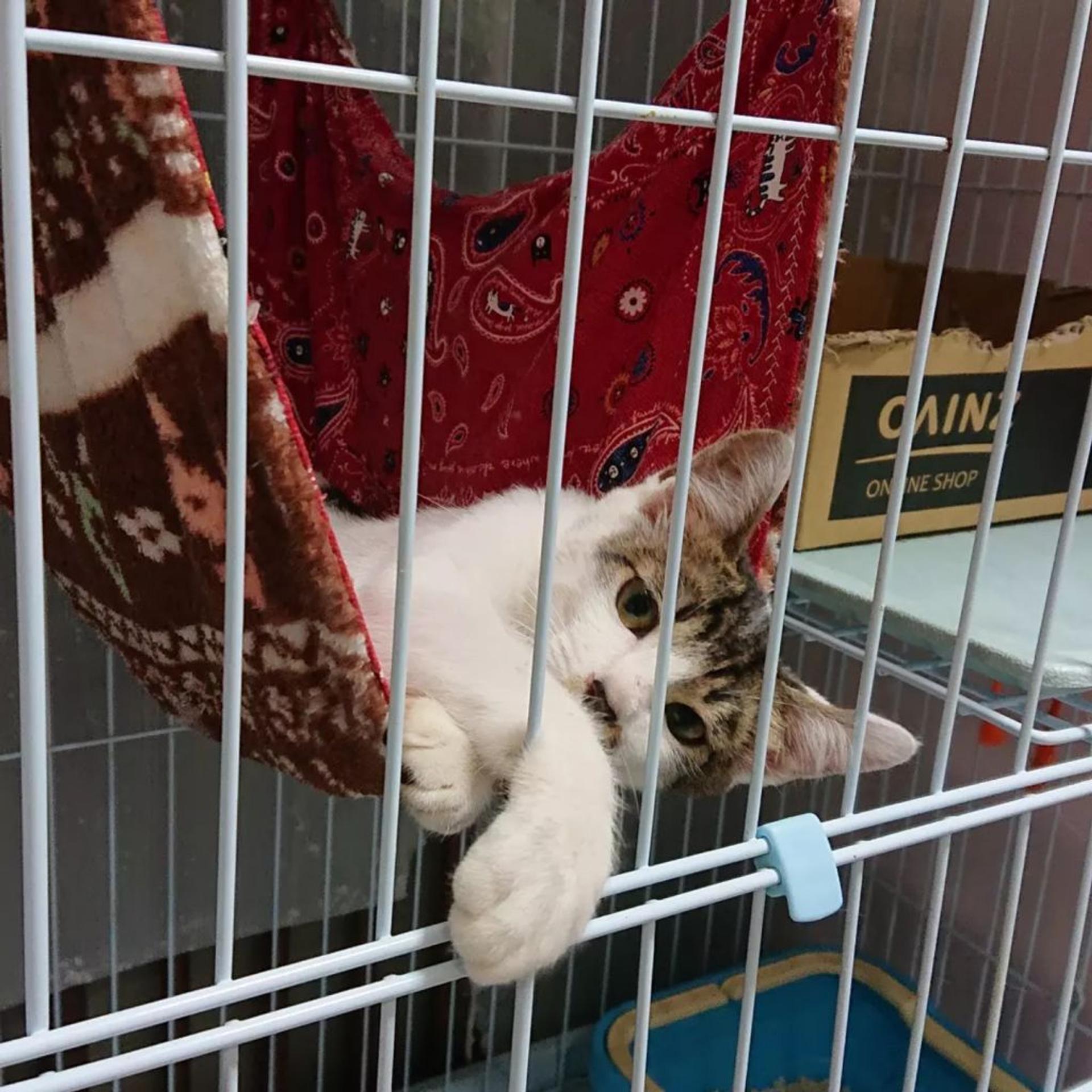 pet-image-2