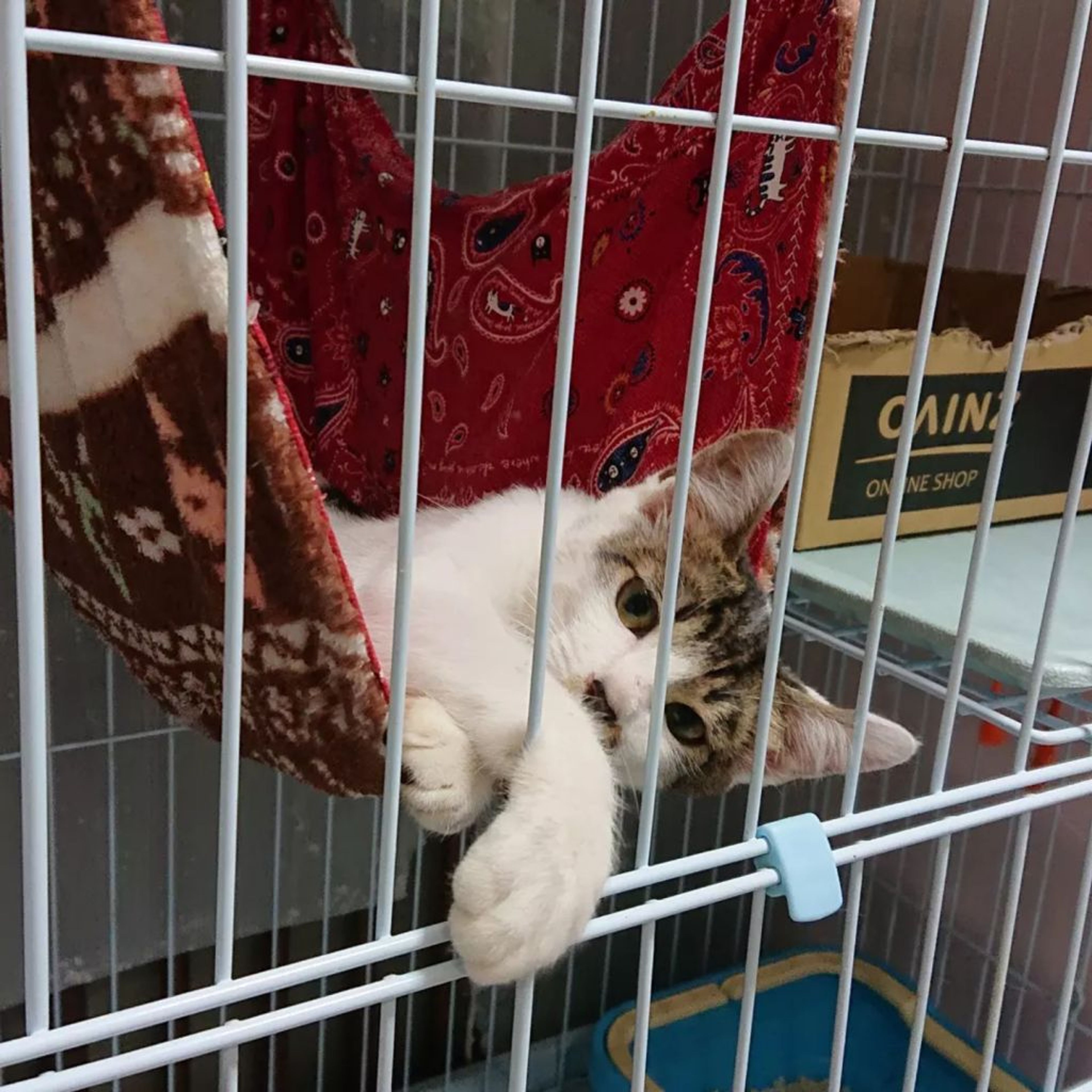 pet-image-2