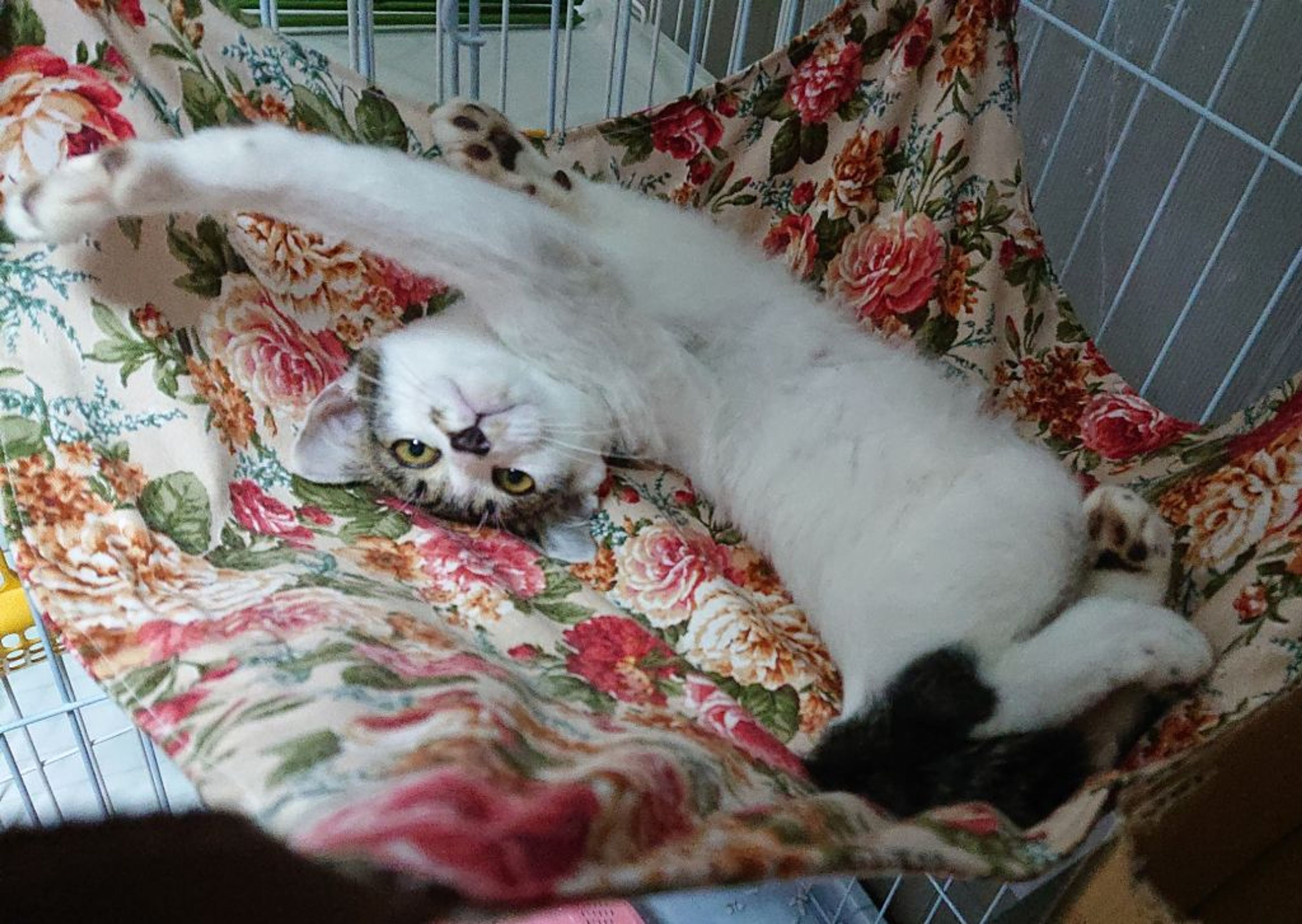 pet-image-6