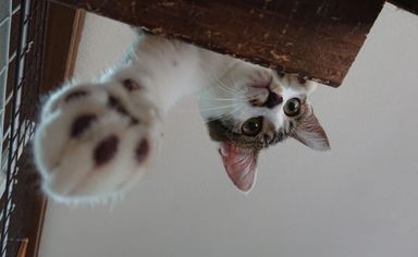 ソルトの写真