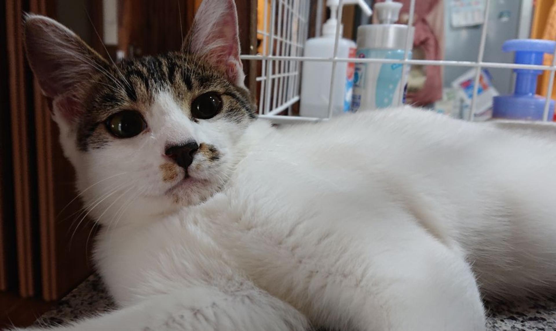 pet-image-3