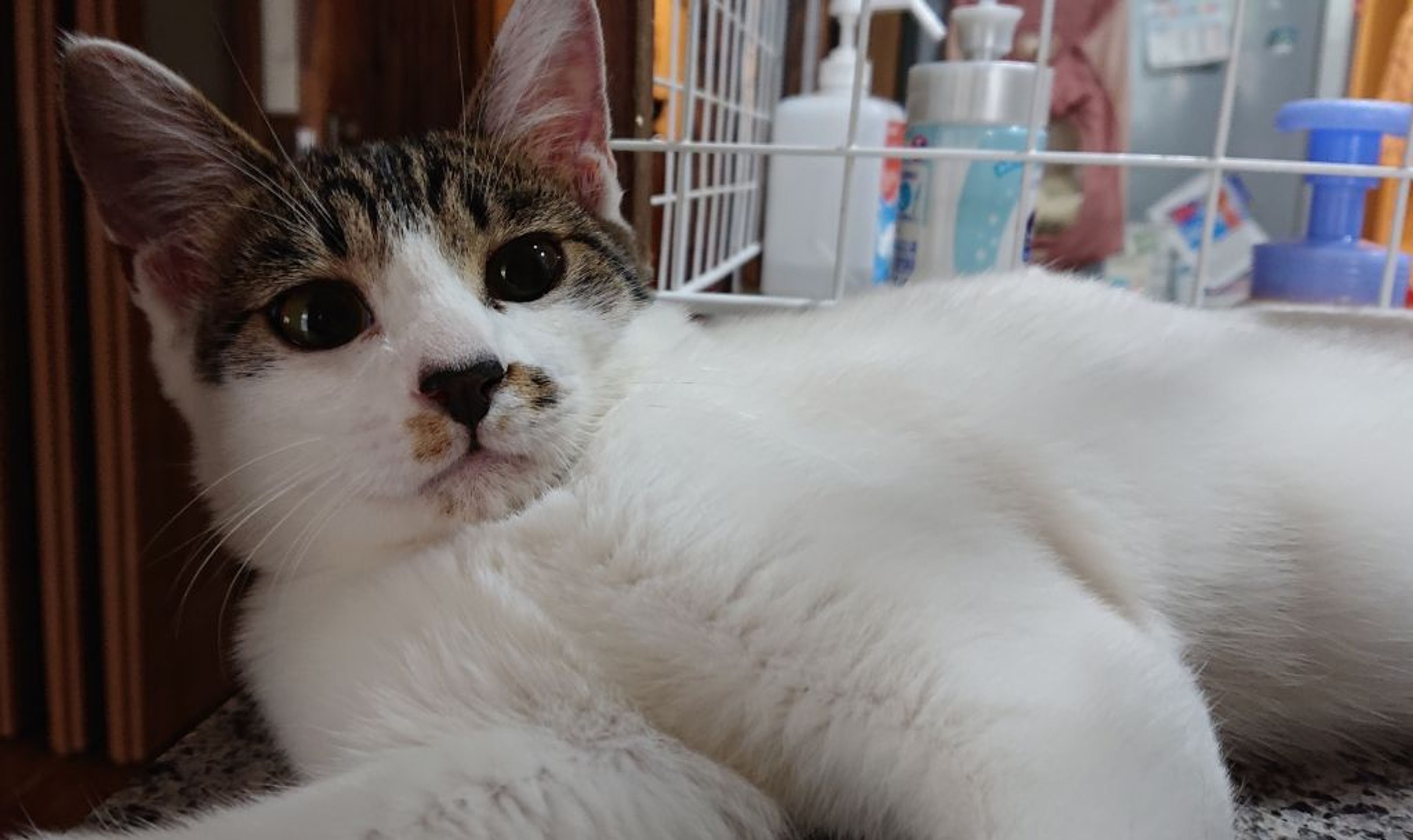 pet-image-3