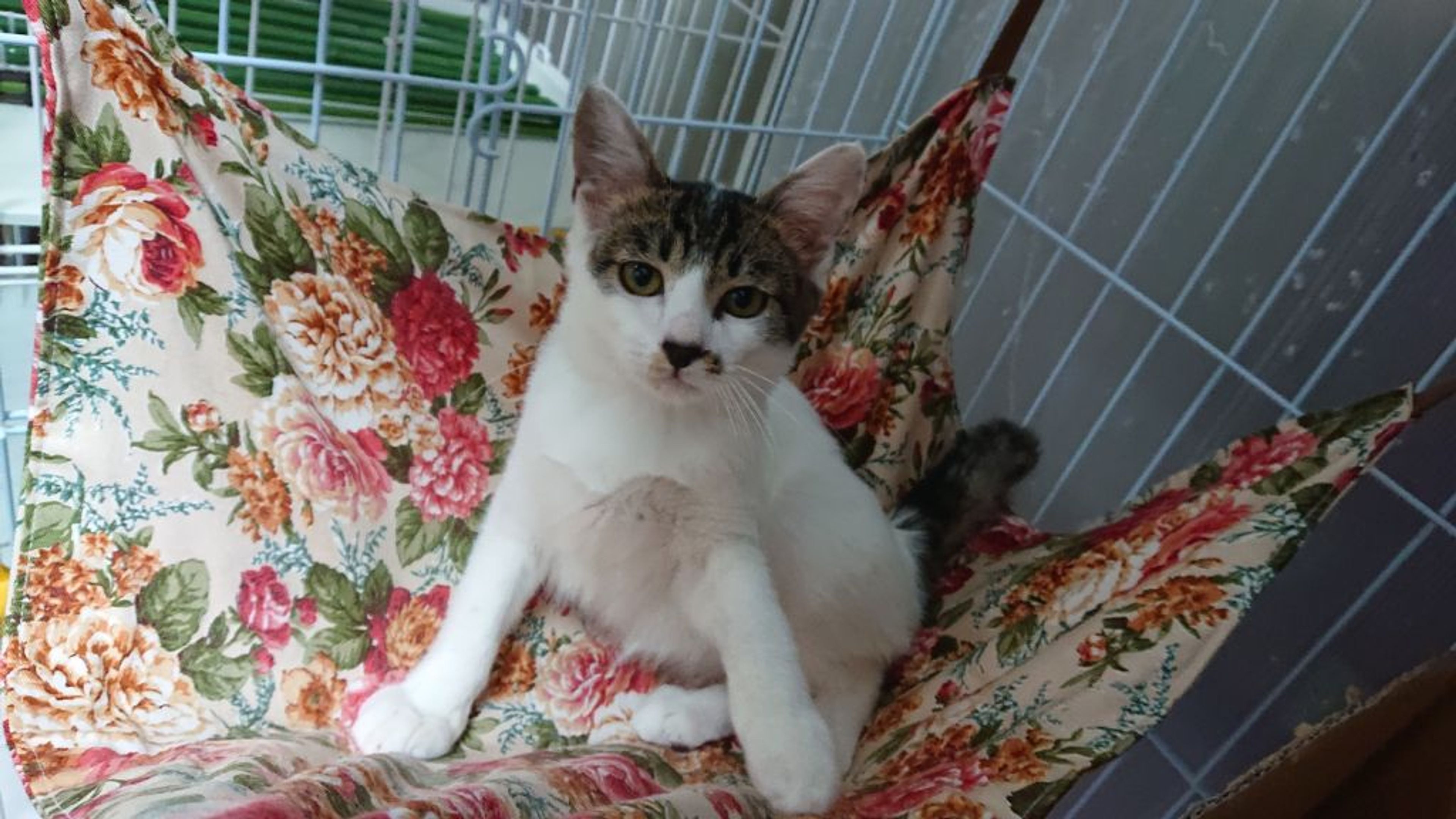 pet-image-5