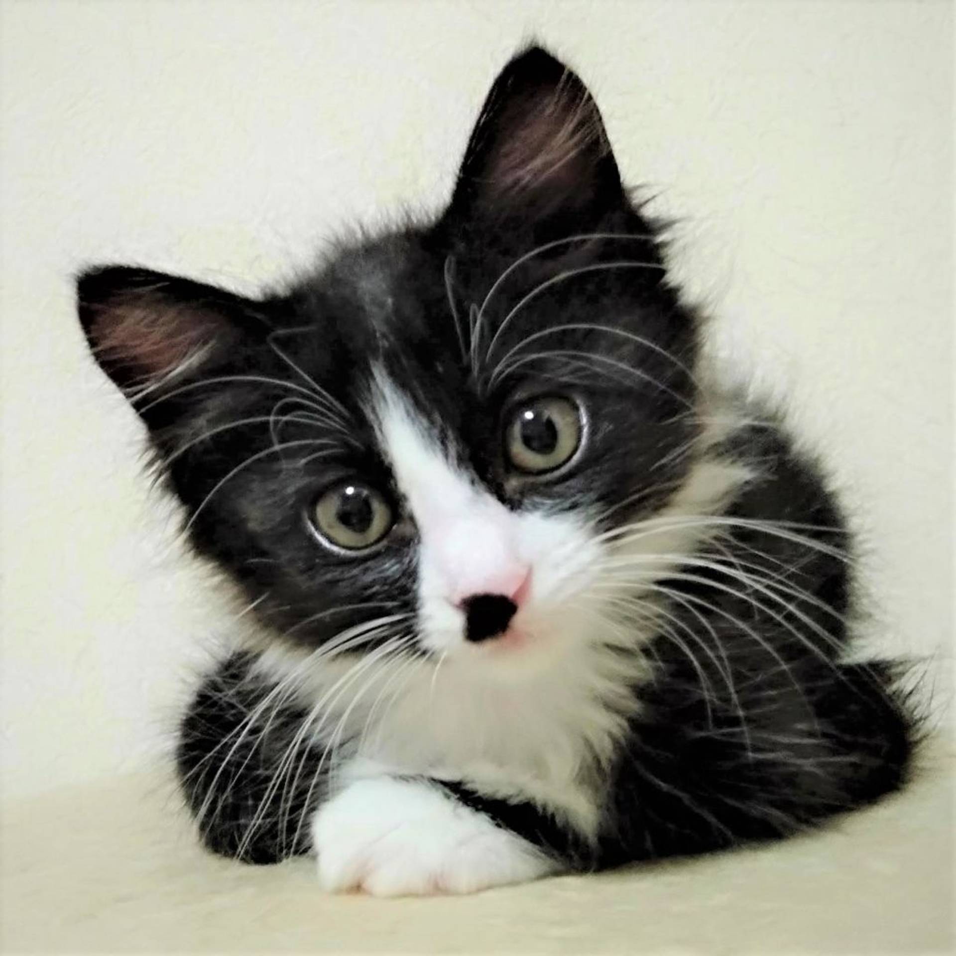 雑種（ミックス猫）・メスの里親募集の写真