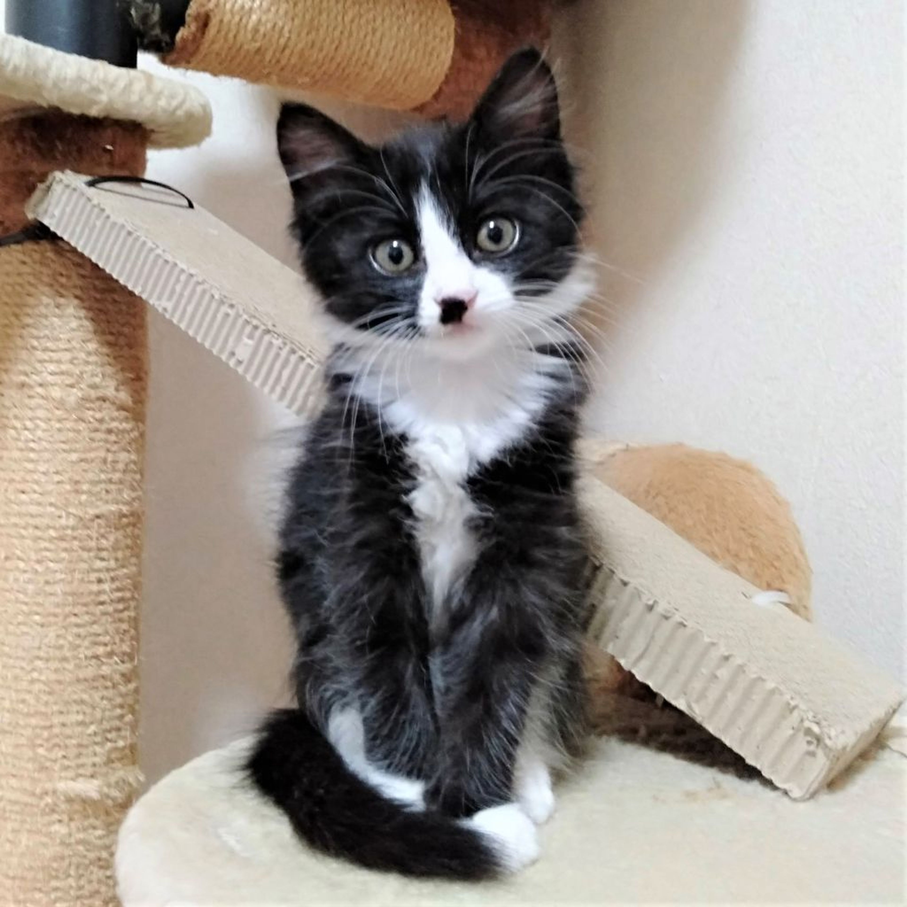 pet-image-4