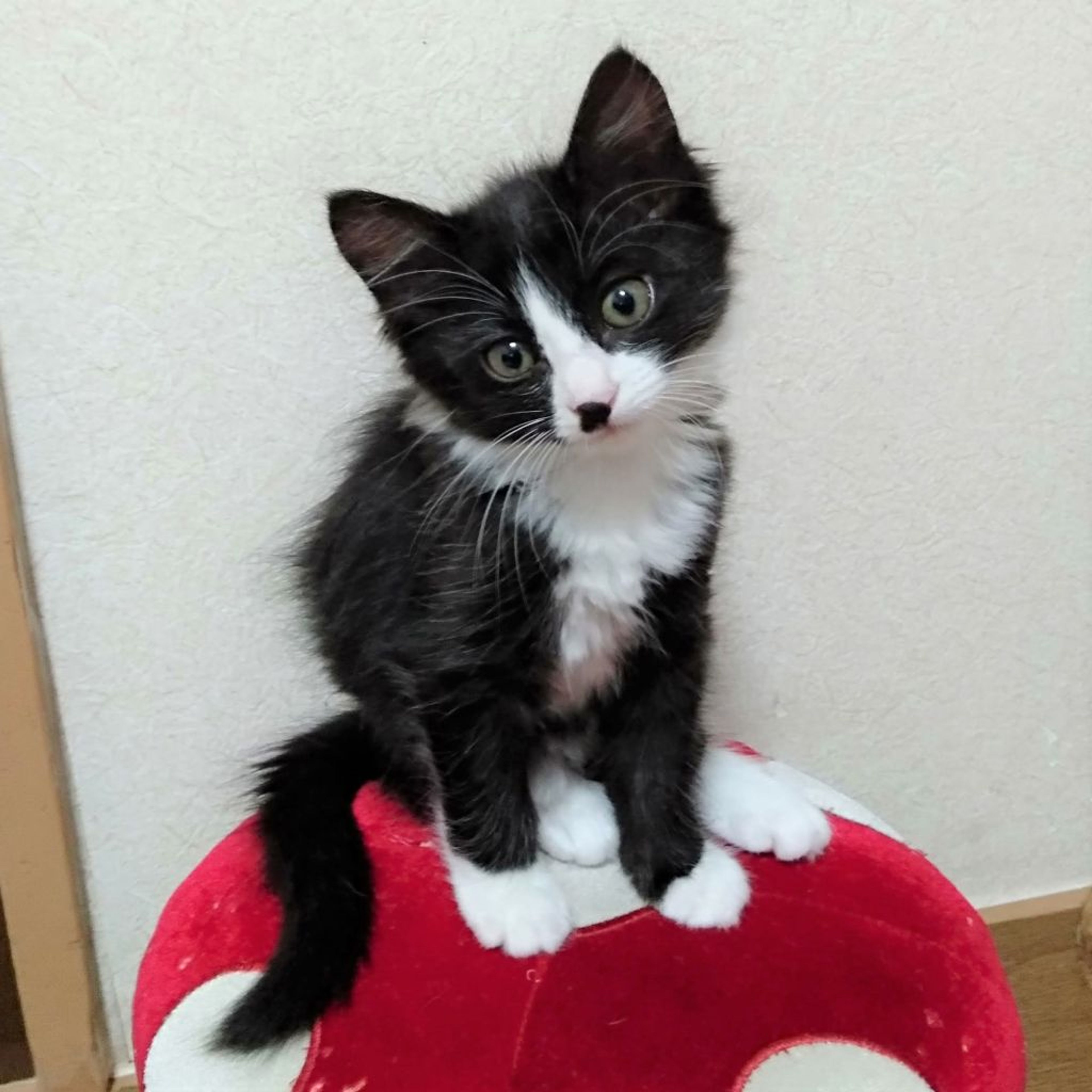 pet-image-5