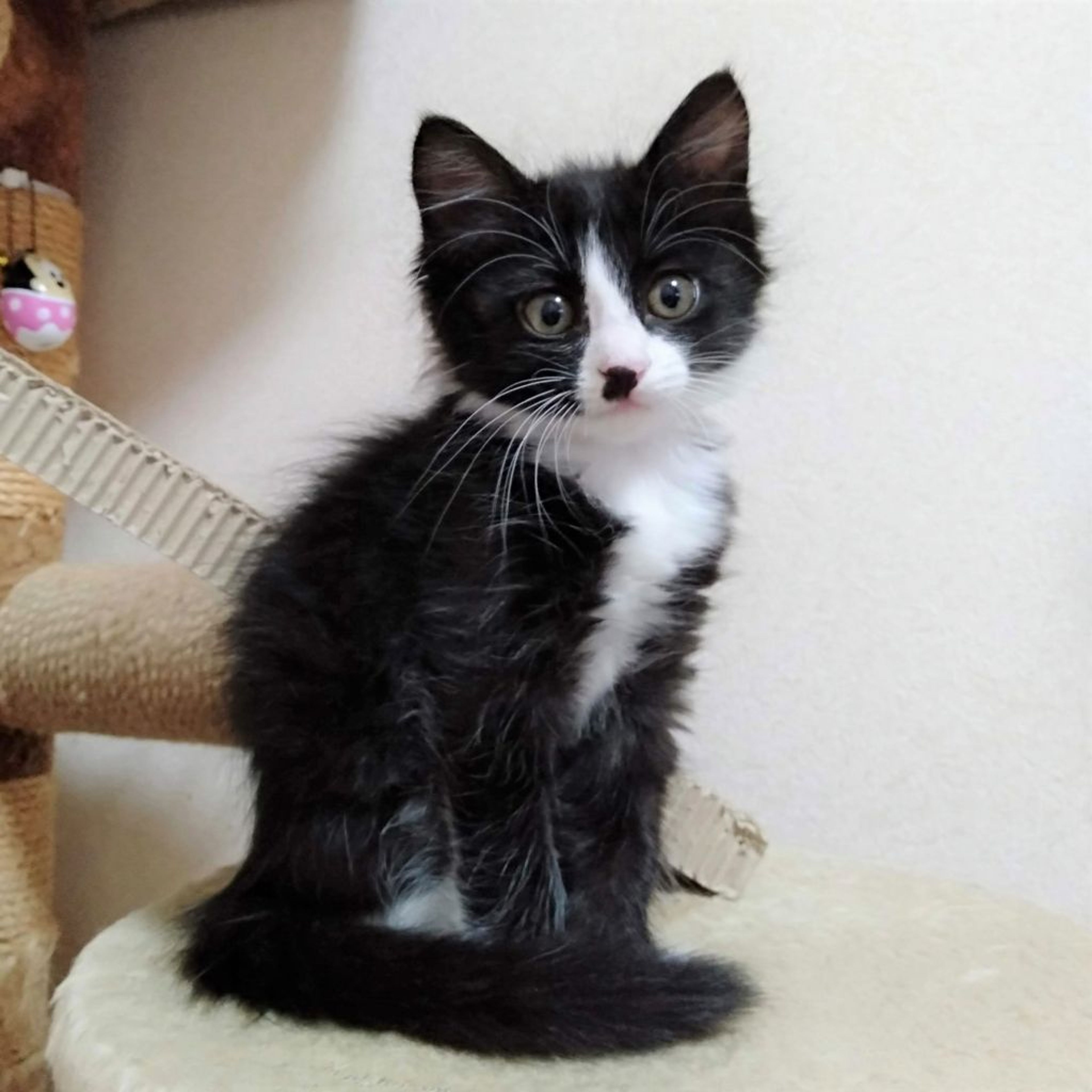 pet-image-6