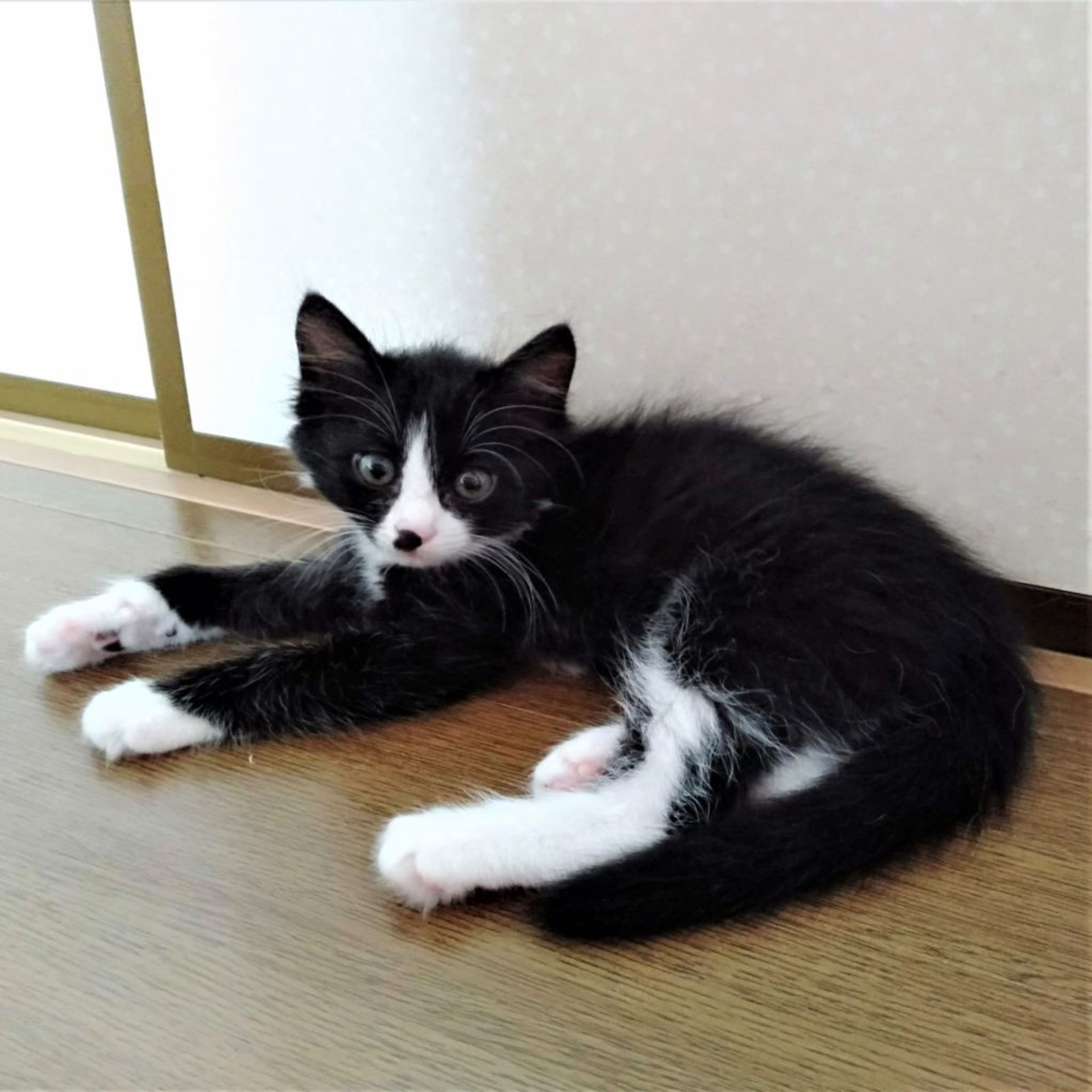 pet-image-7