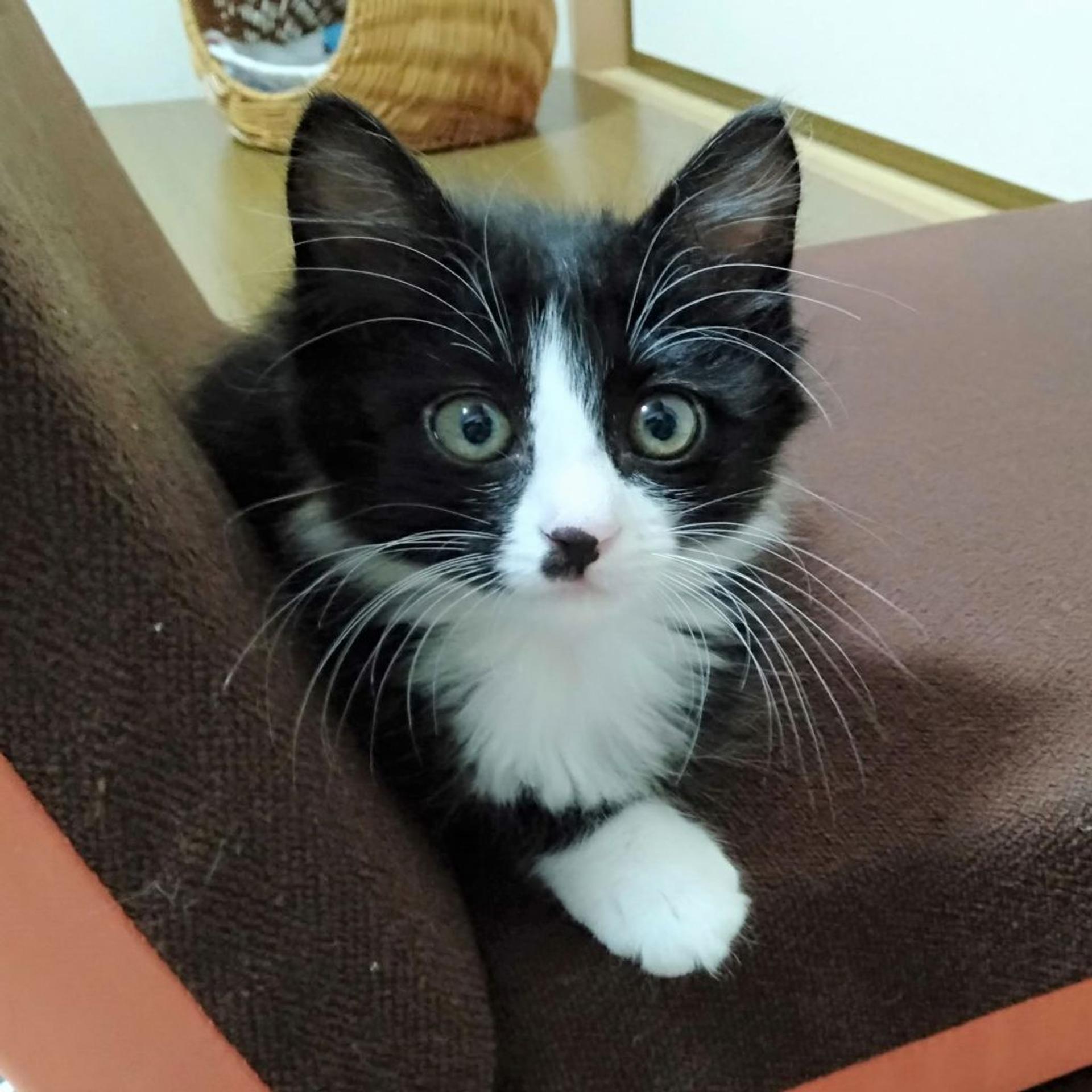 pet-image-8