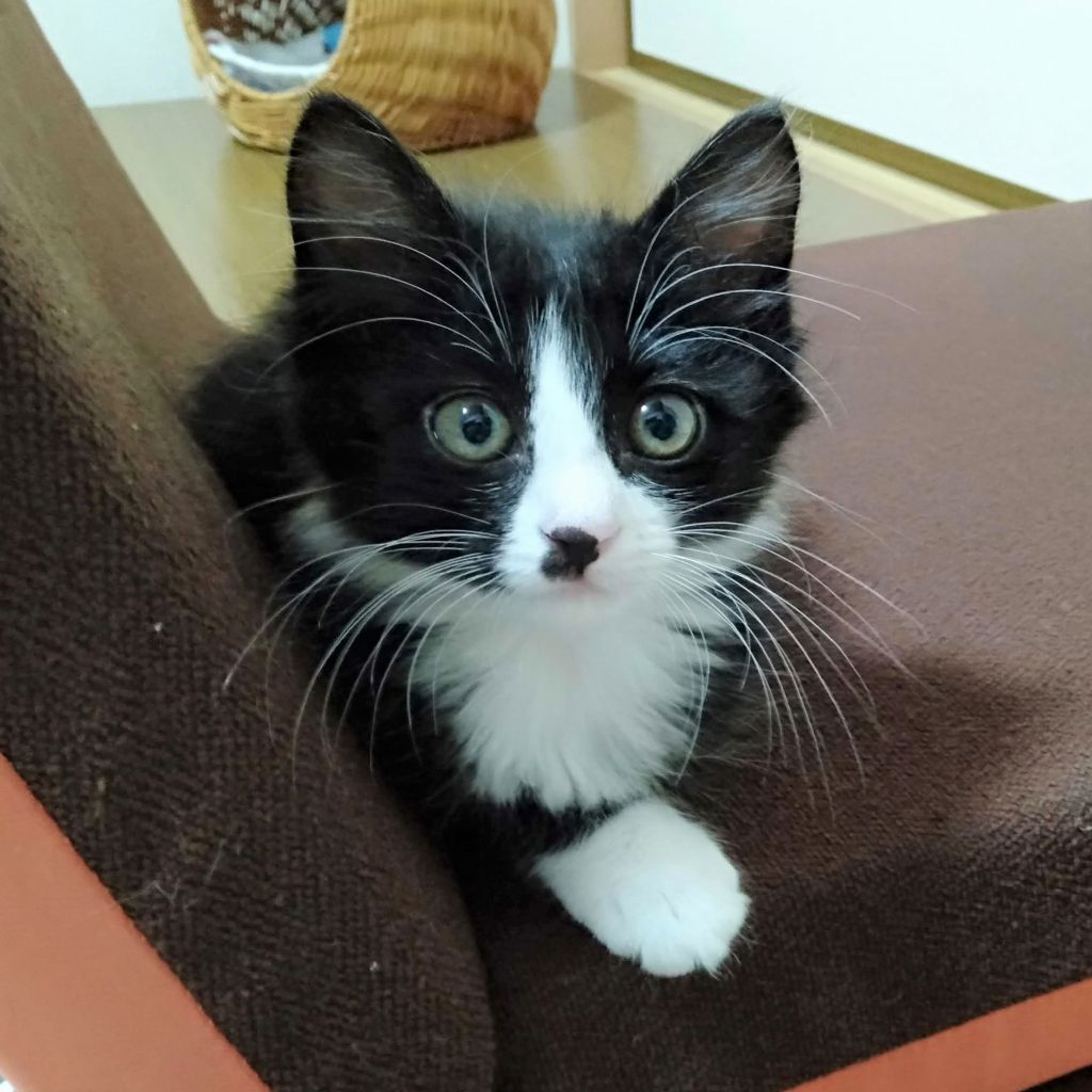 pet-image-8