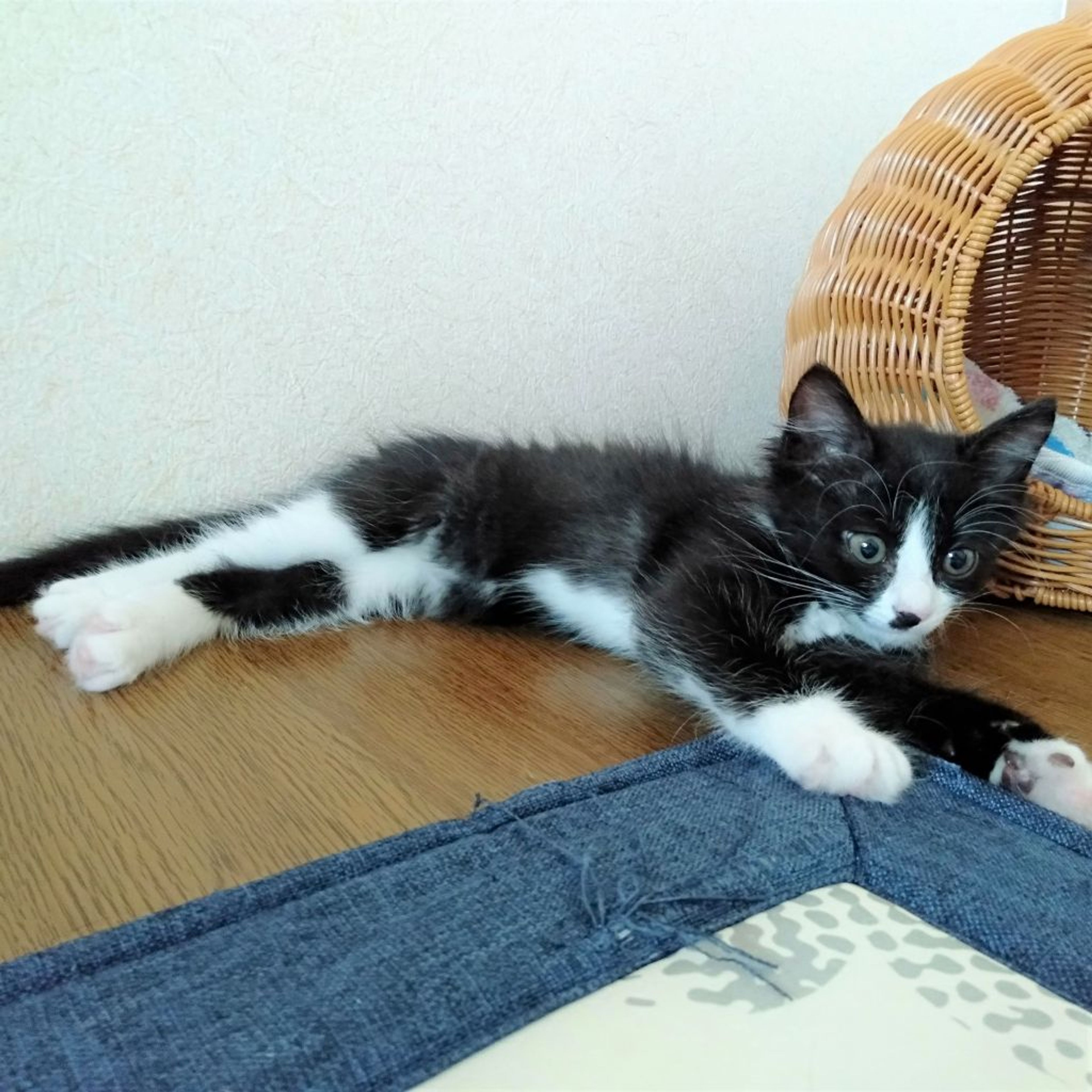pet-image-9