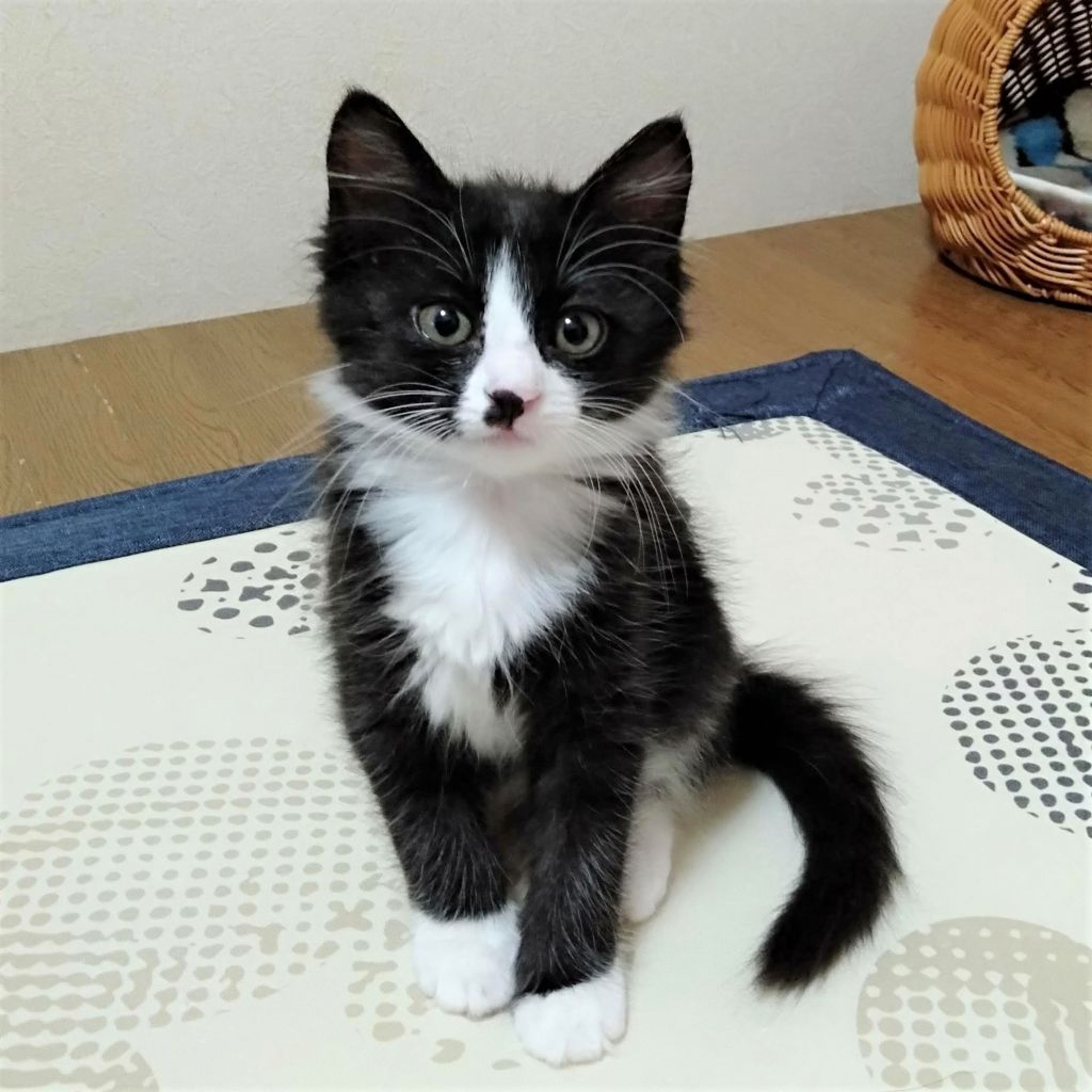 pet-image-10