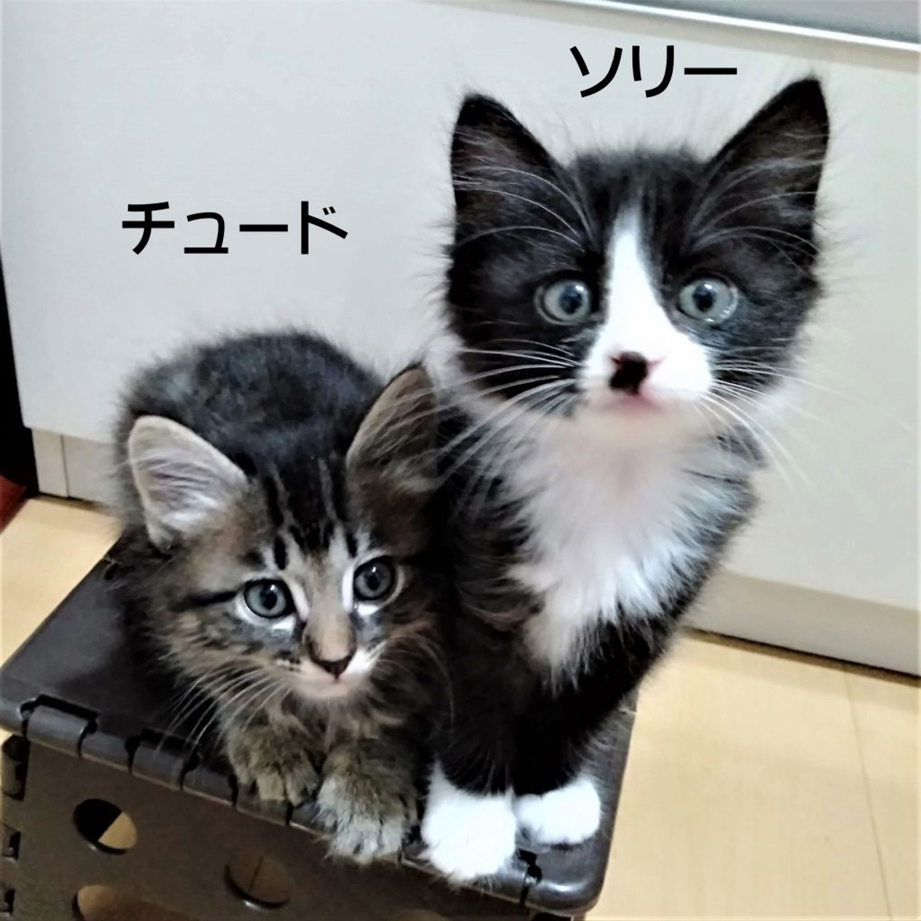 pet-image-2