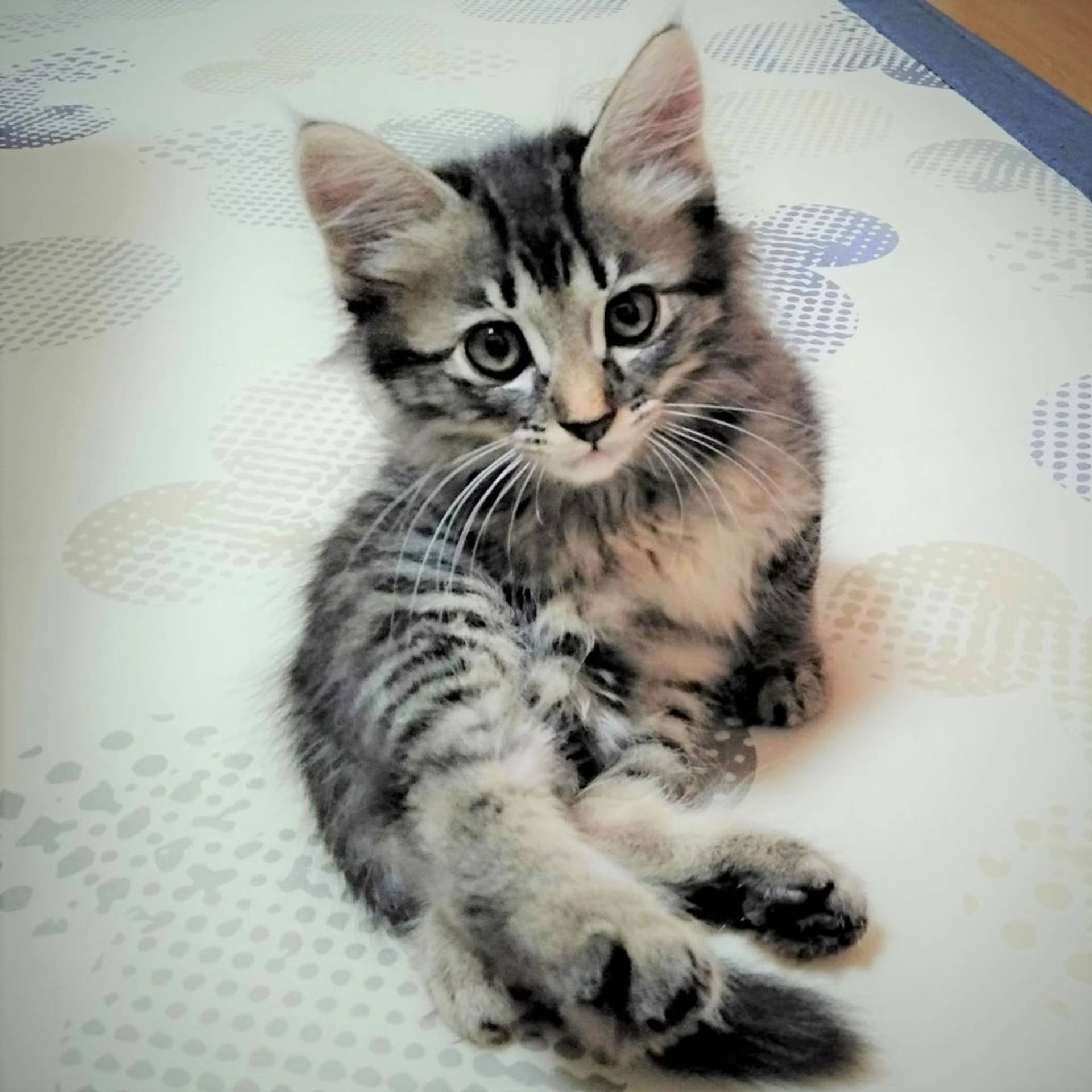 雑種（ミックス猫）・オスの里親募集の写真