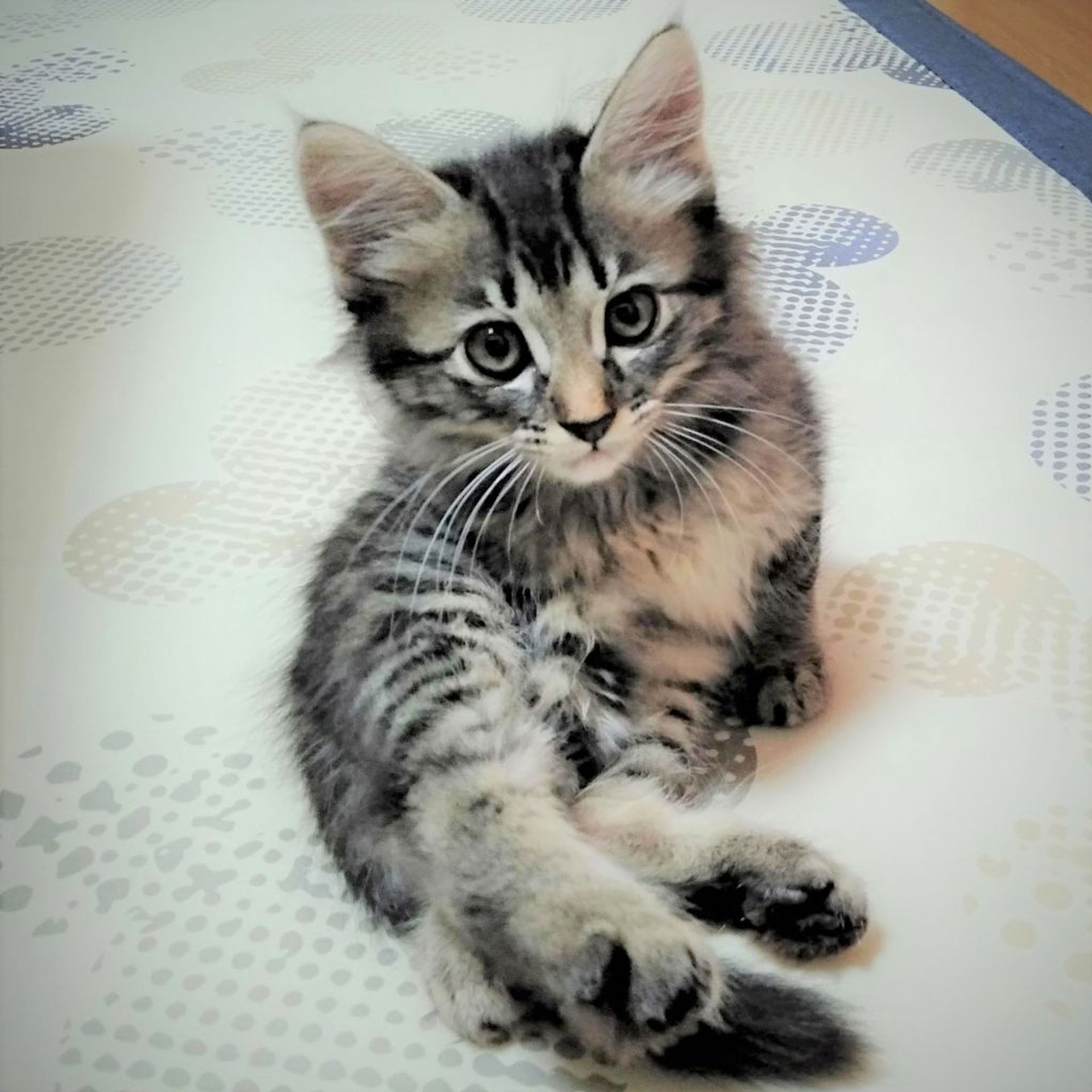 雑種（ミックス猫）・オスの里親募集の写真
