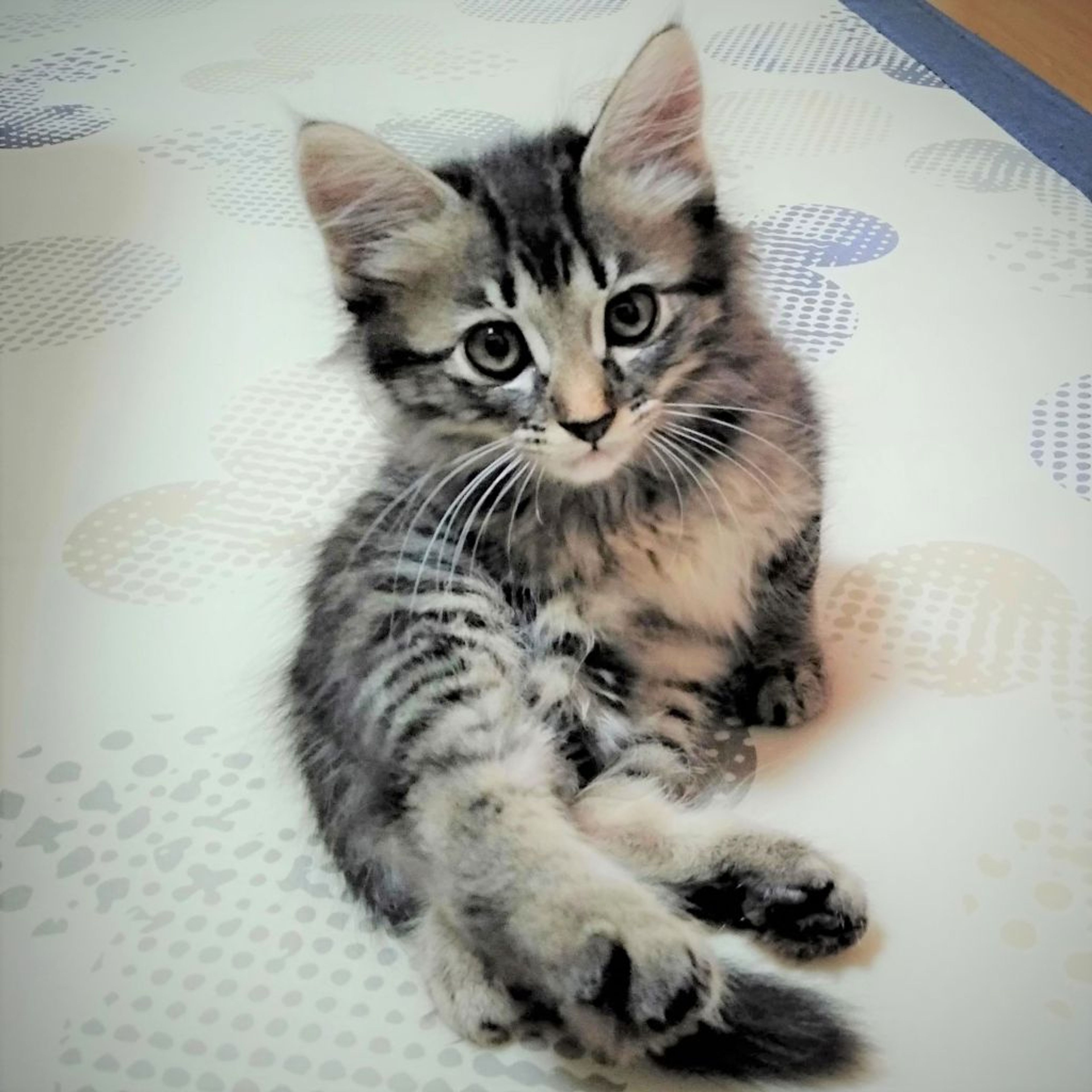 雑種（ミックス猫）・オスの里親募集の写真