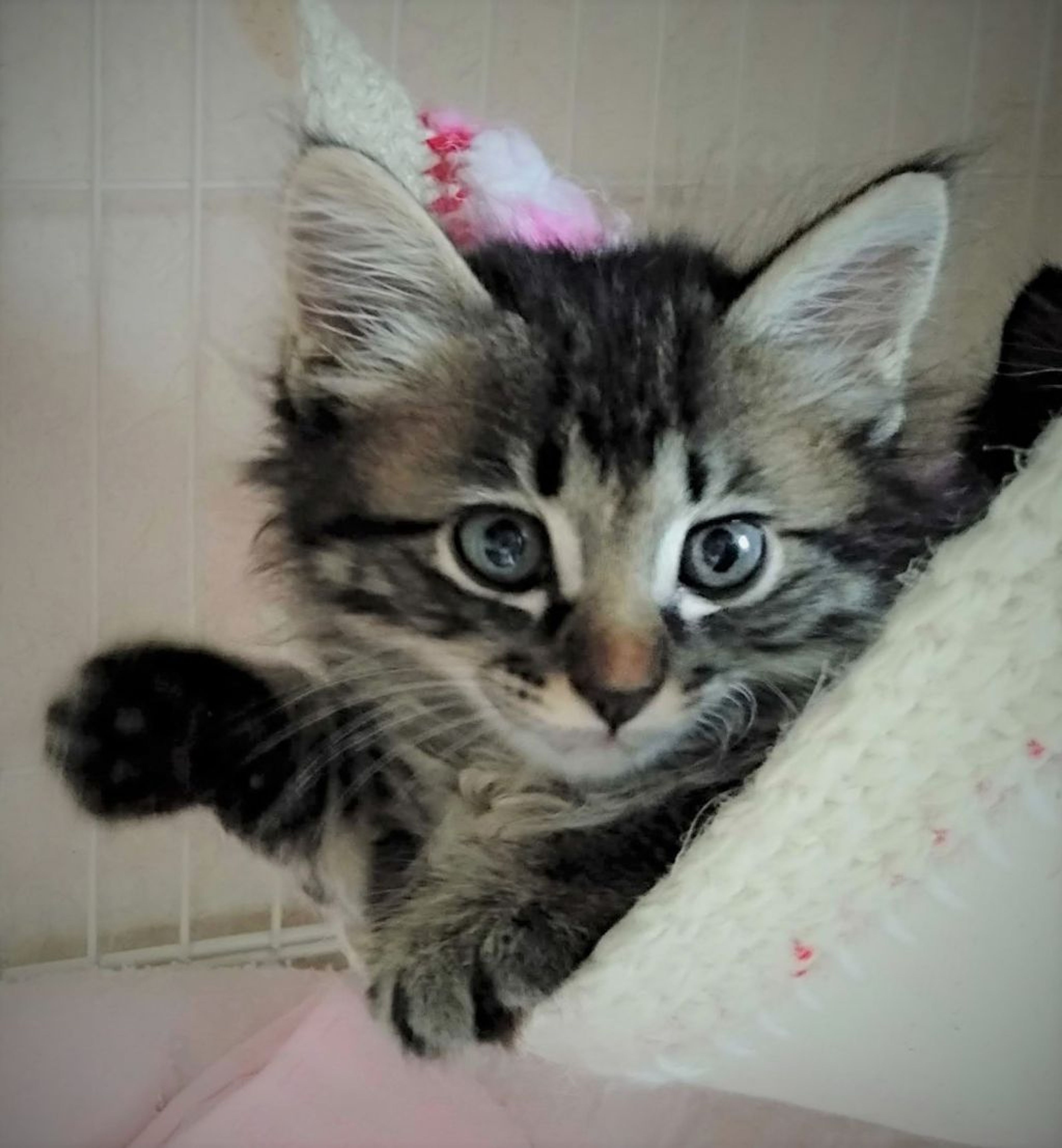 pet-image-3