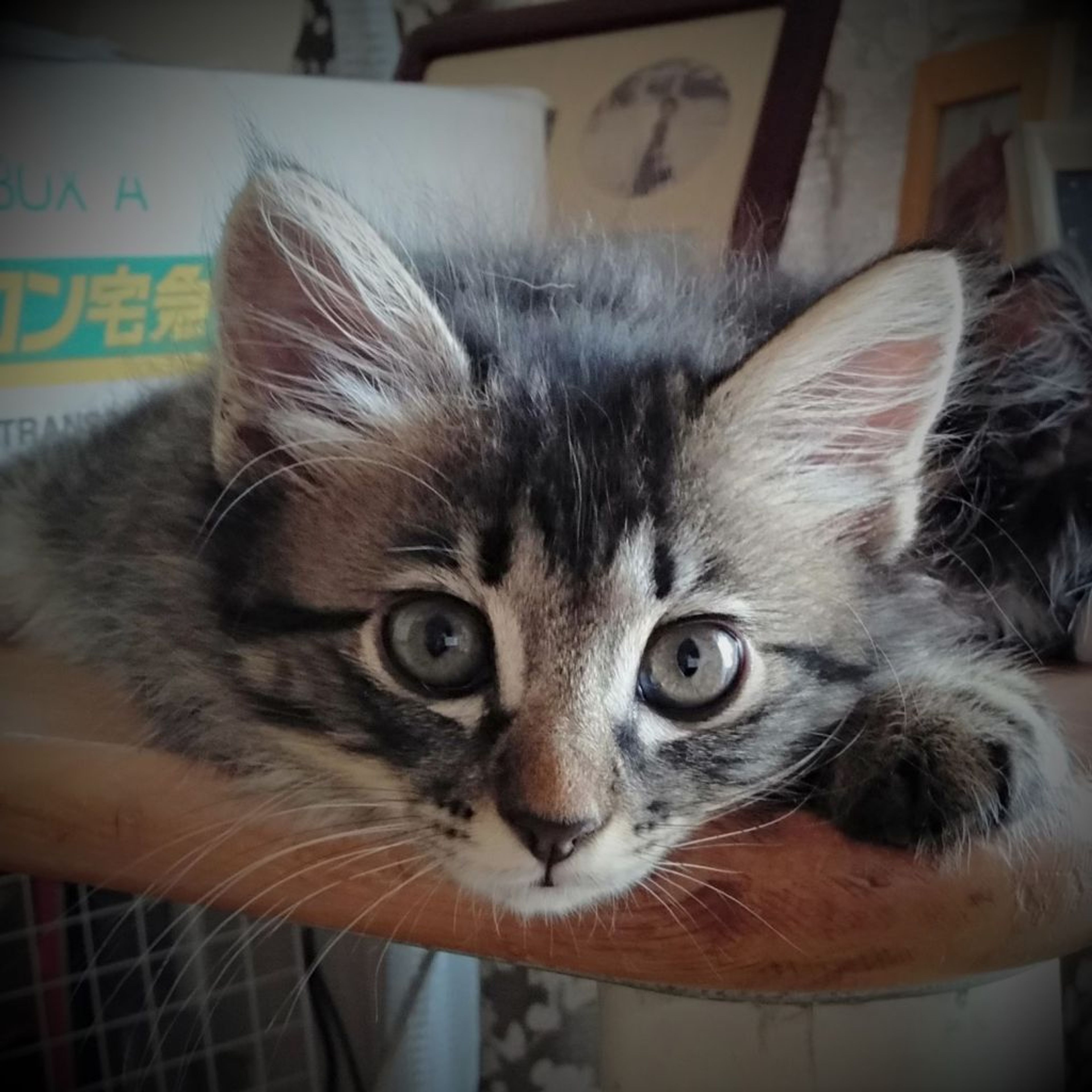 pet-image-4