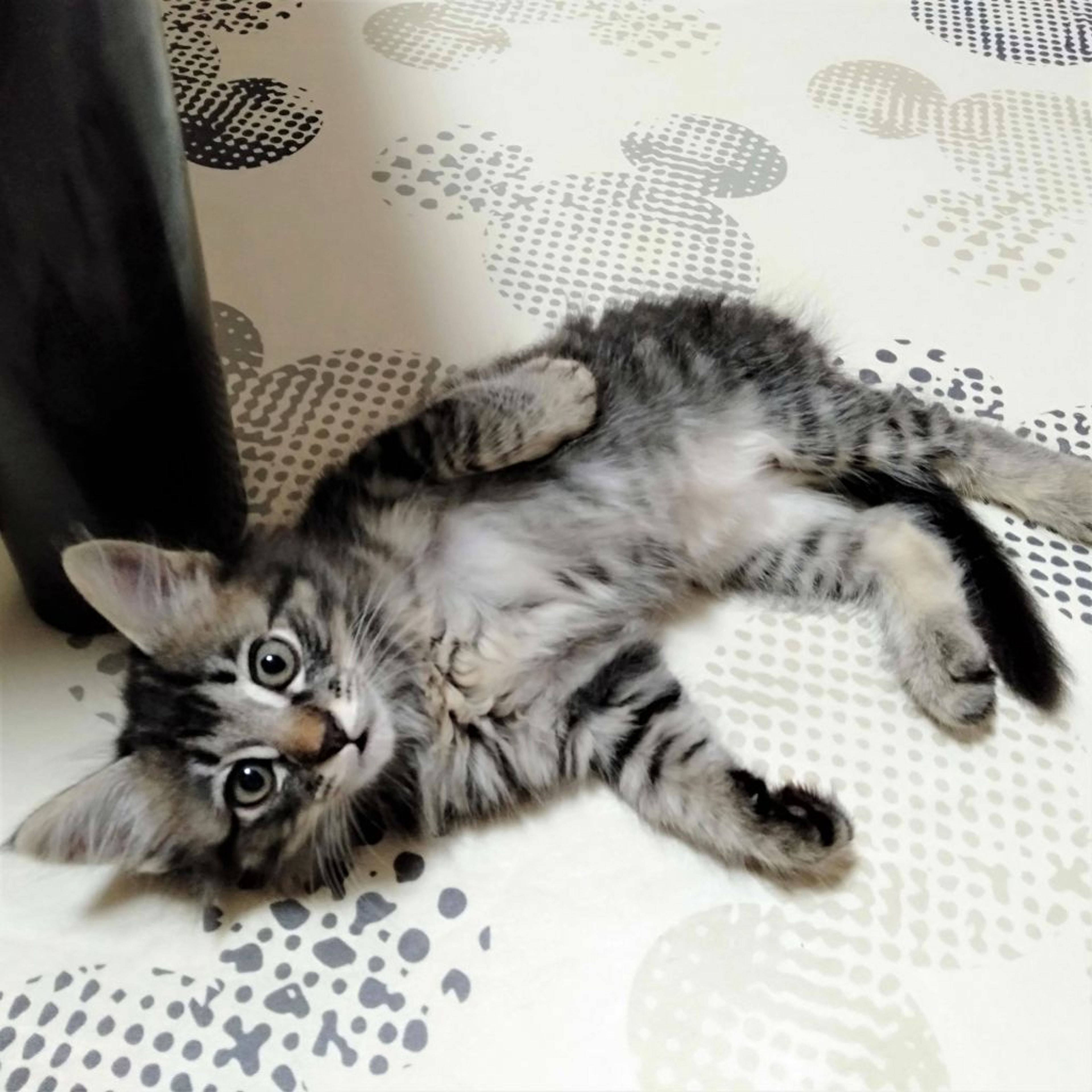 pet-image-5
