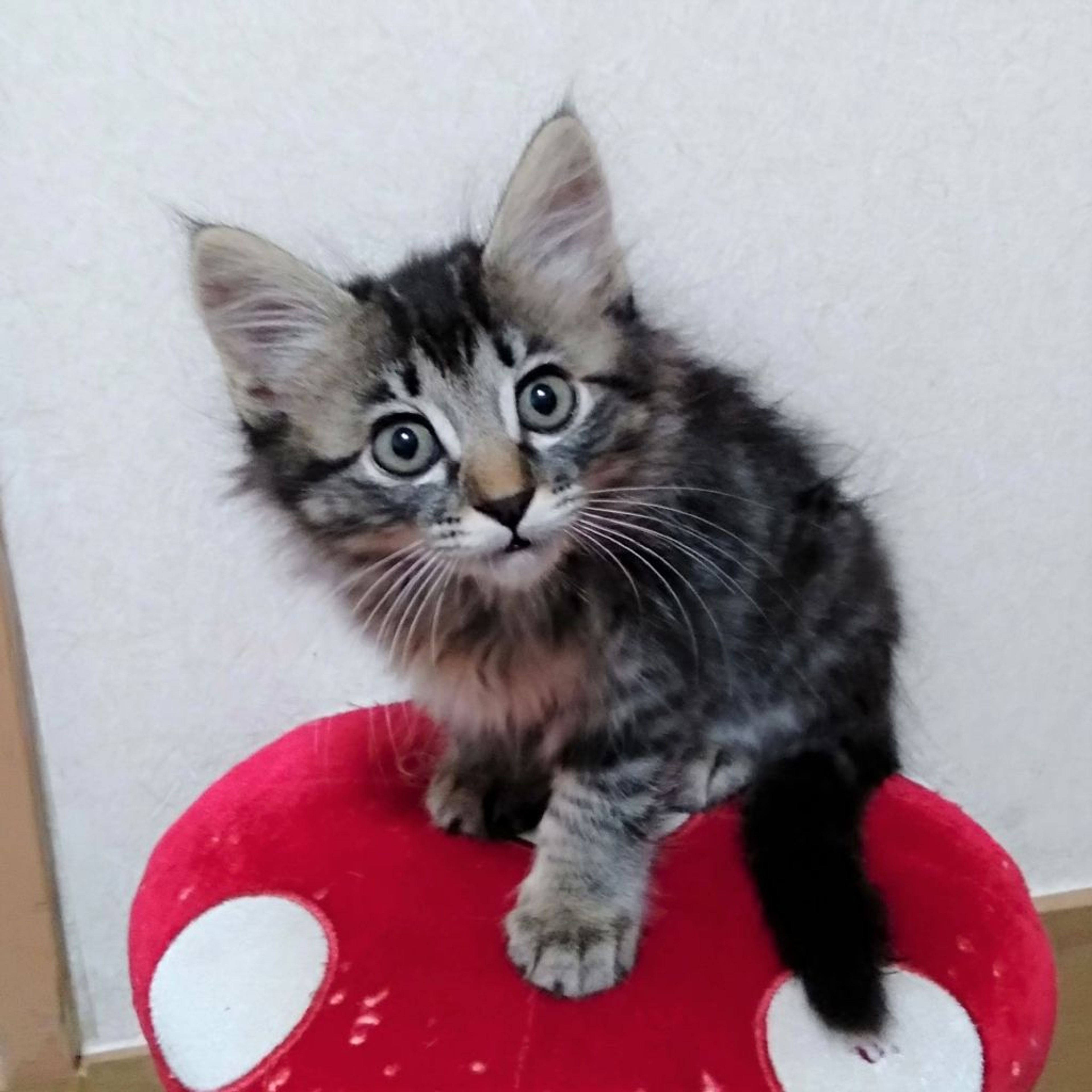 pet-image-6