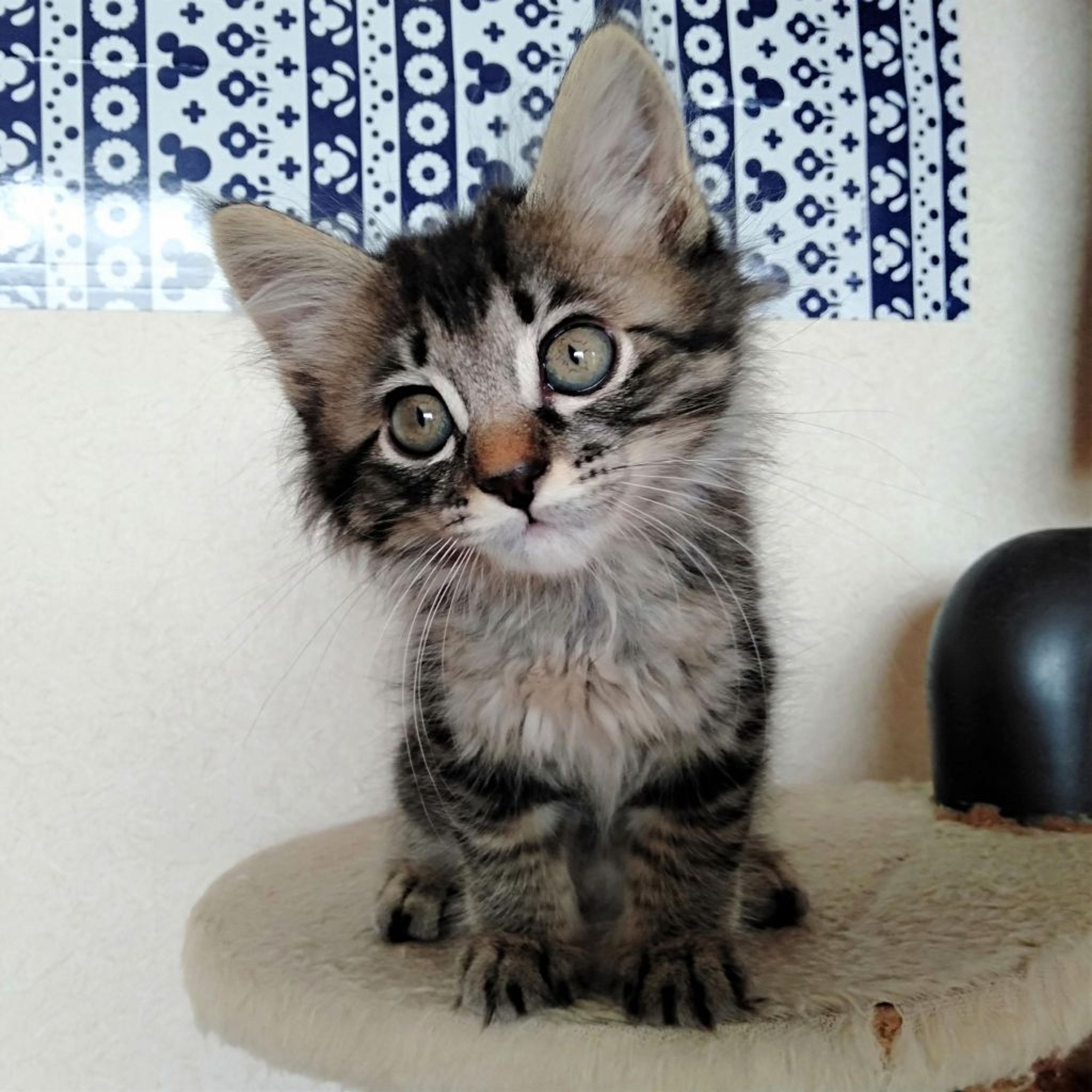 pet-image-7