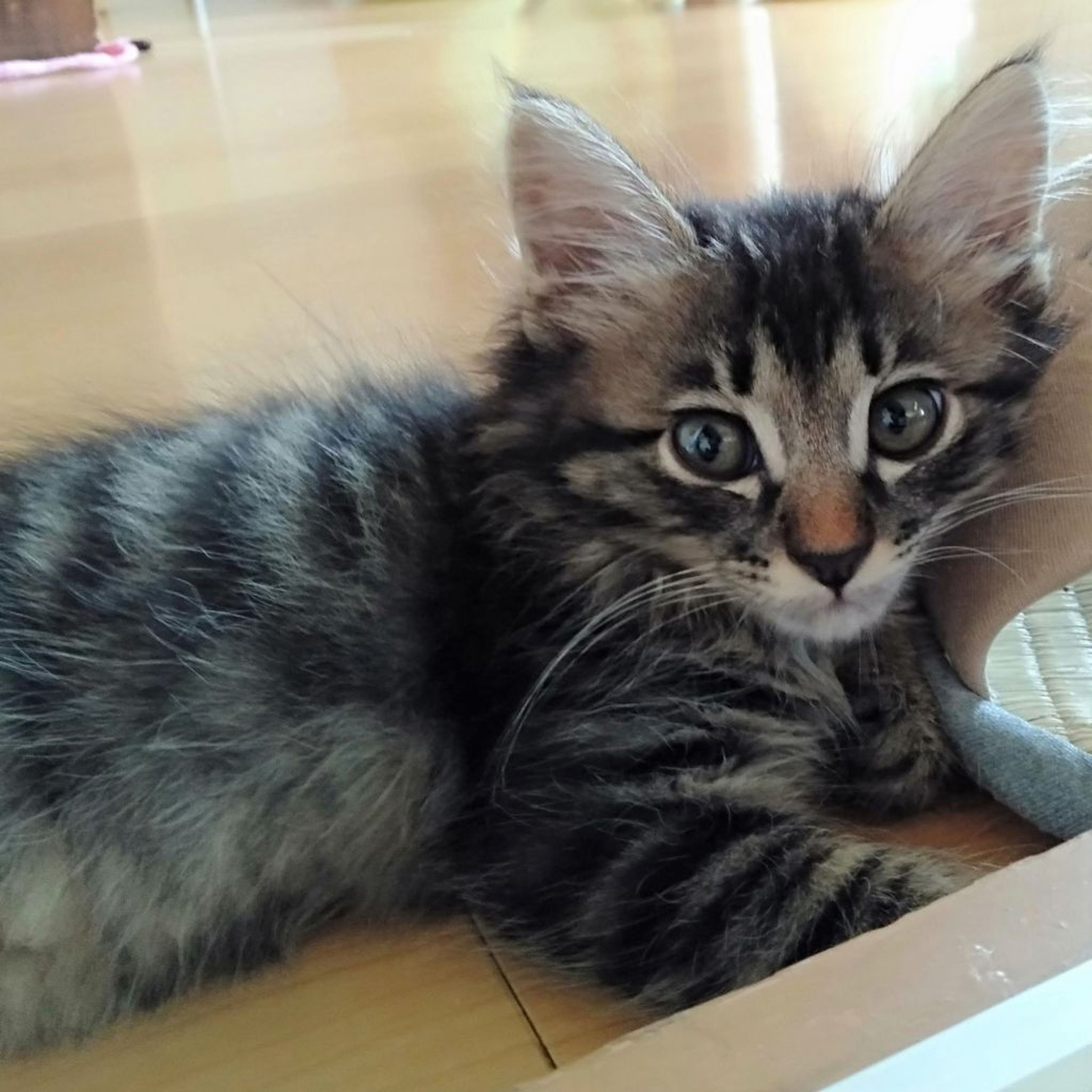 pet-image-8