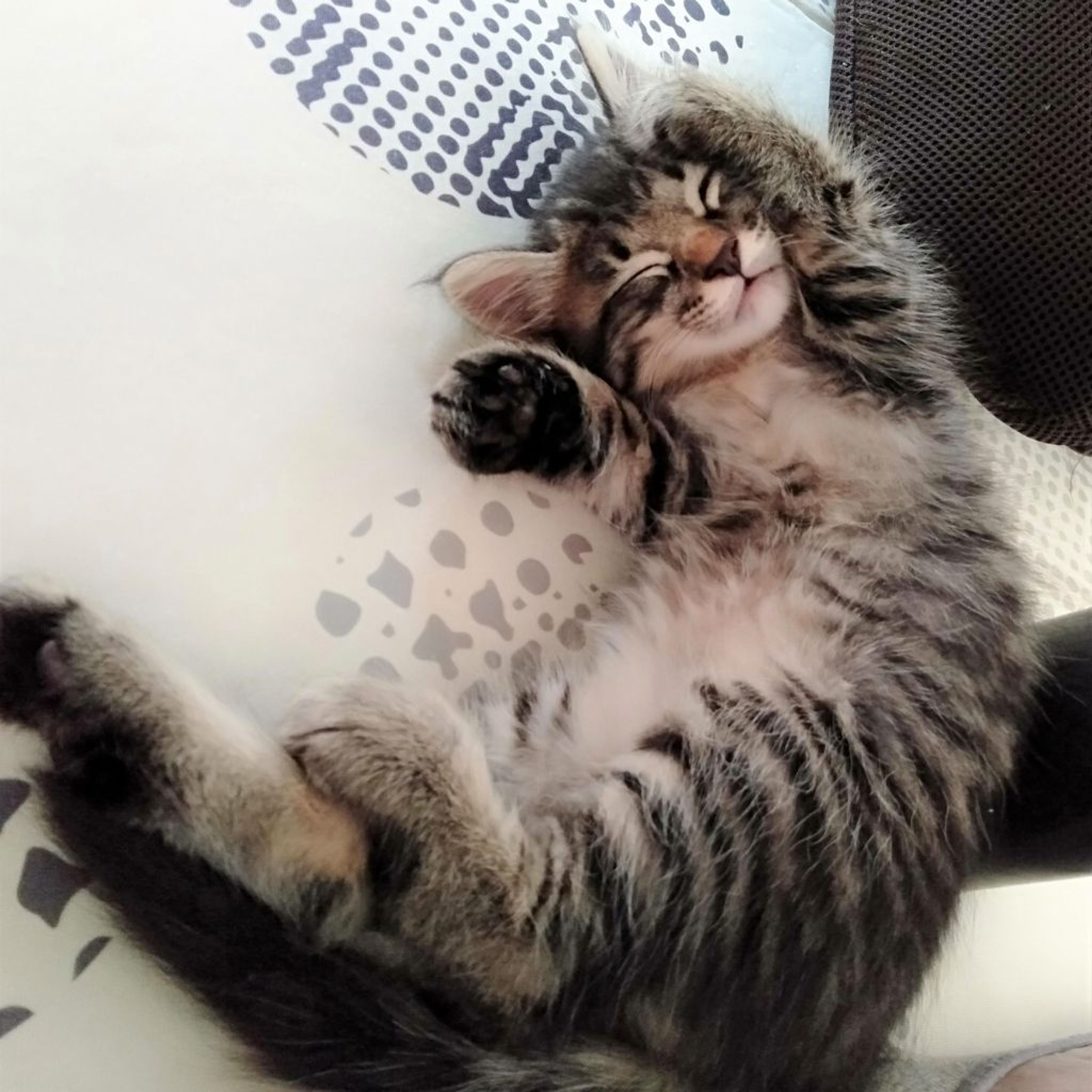 pet-image-9