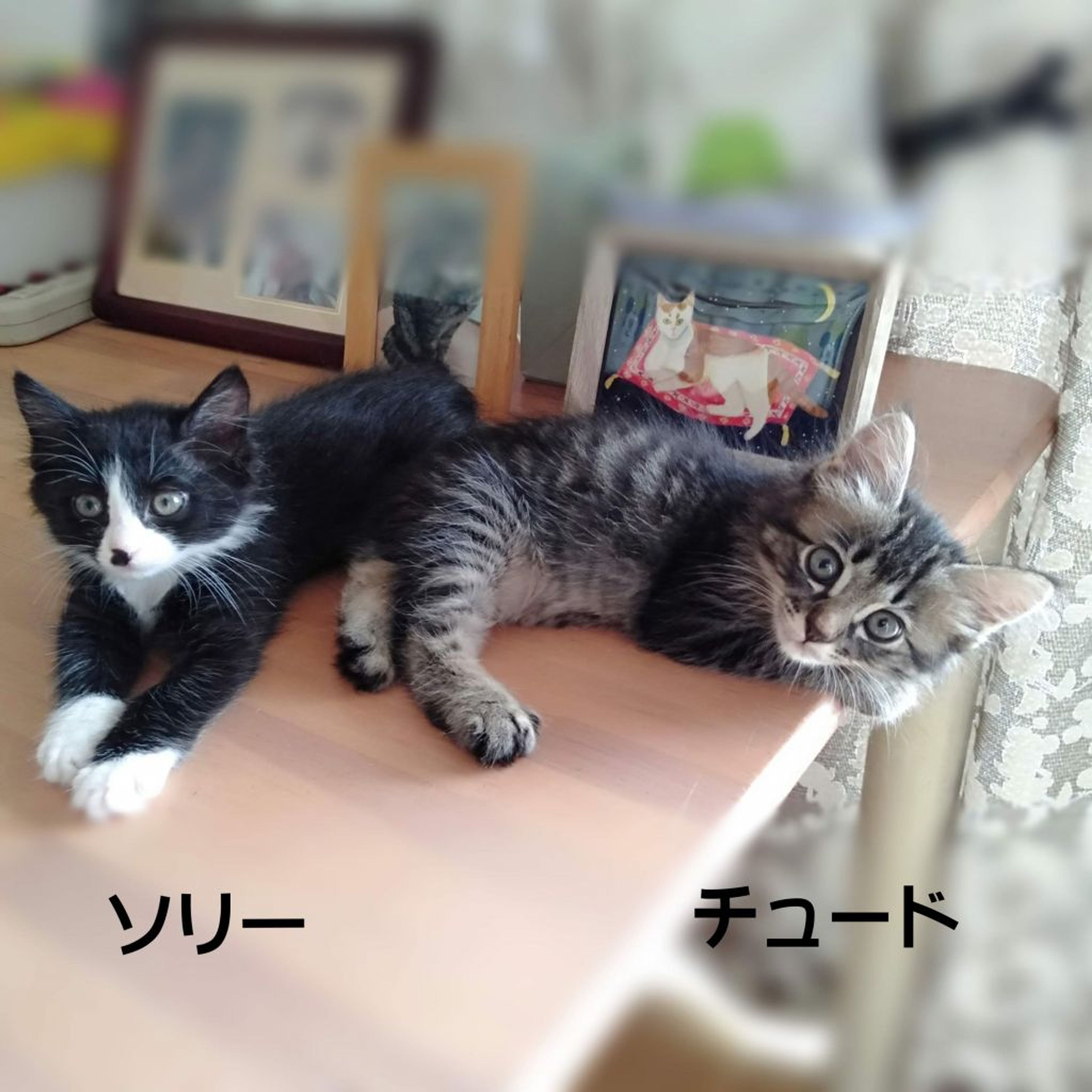 pet-image-10