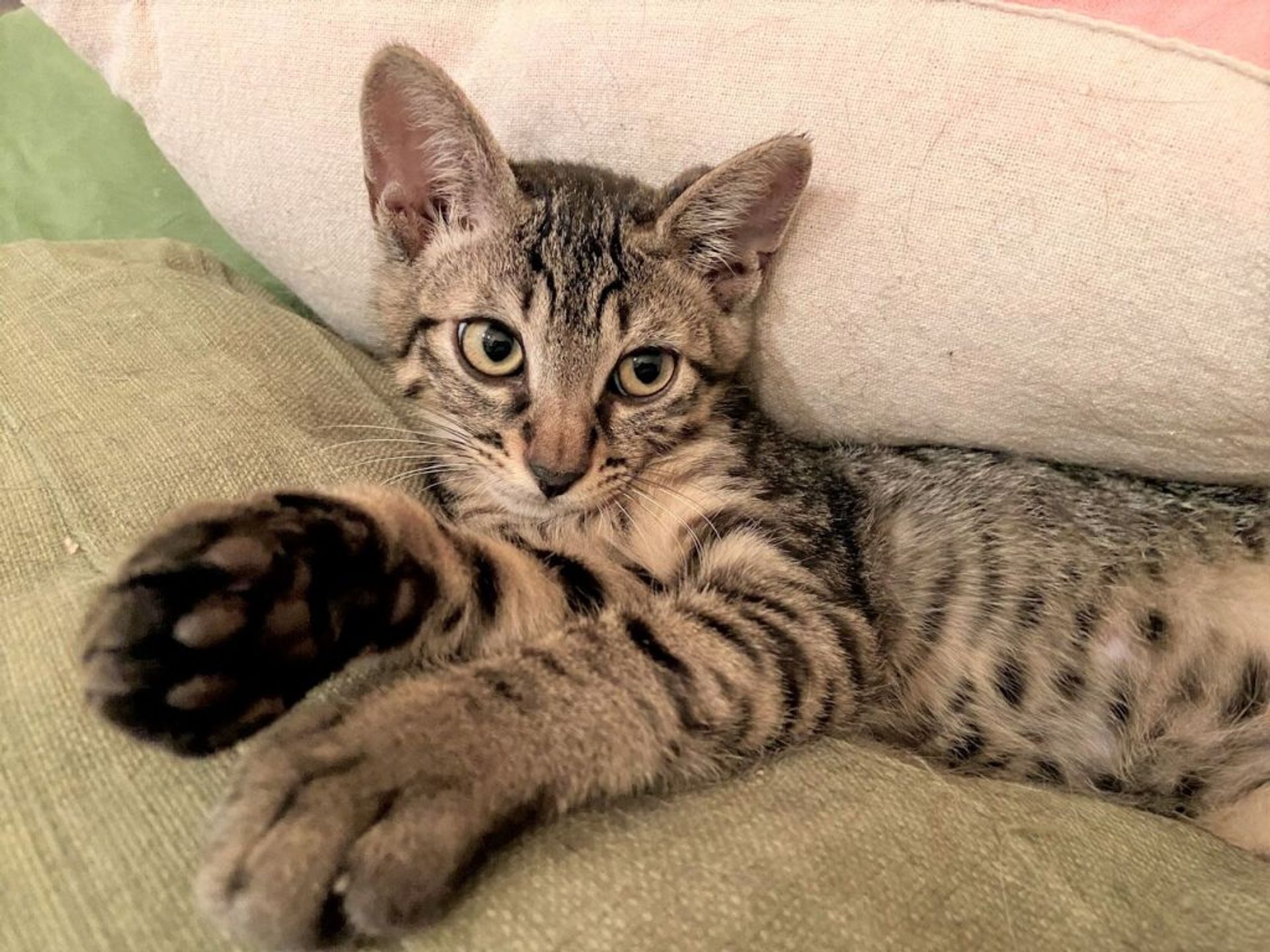 雑種（ミックス猫）・オスの里親募集の写真