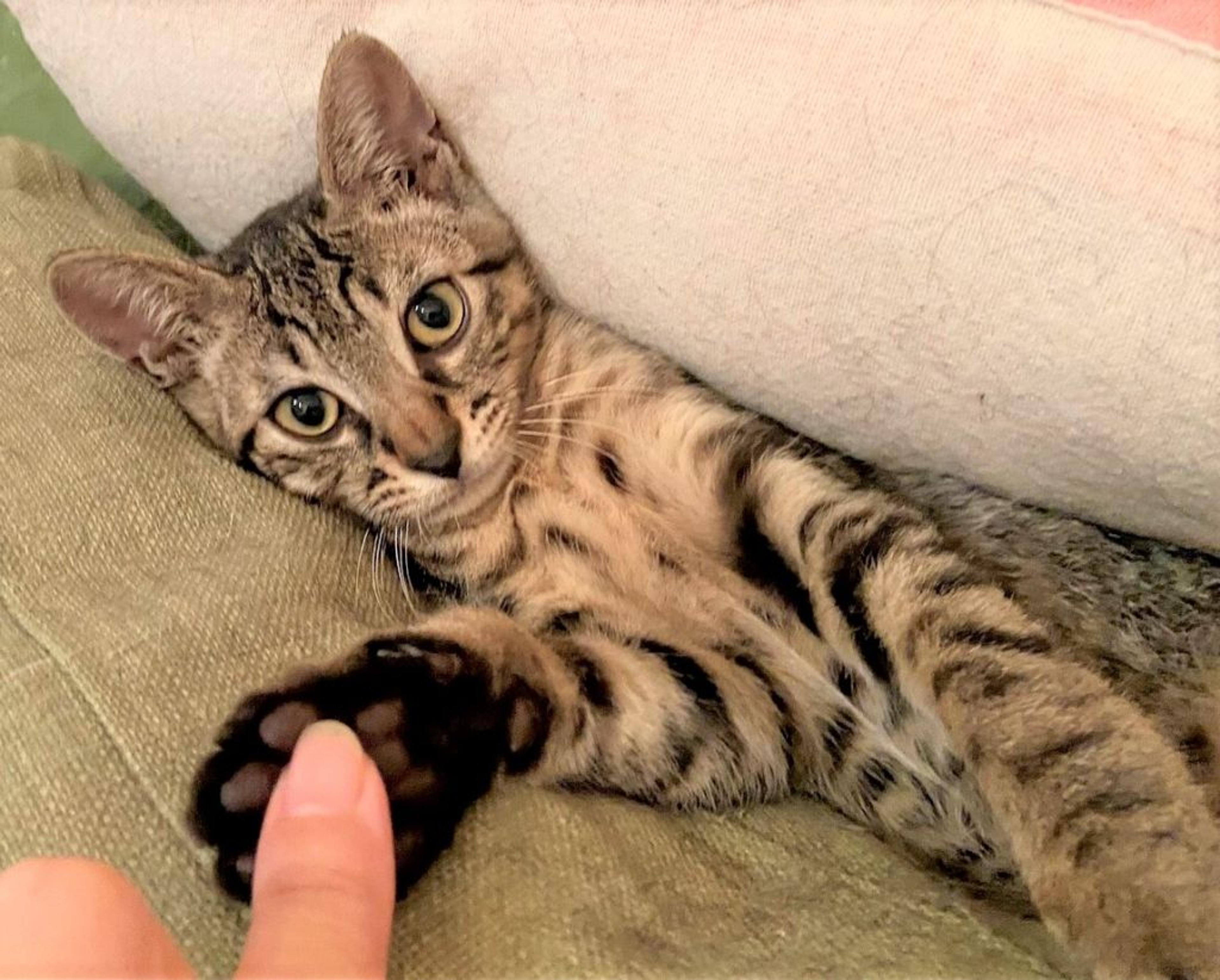 pet-image-3