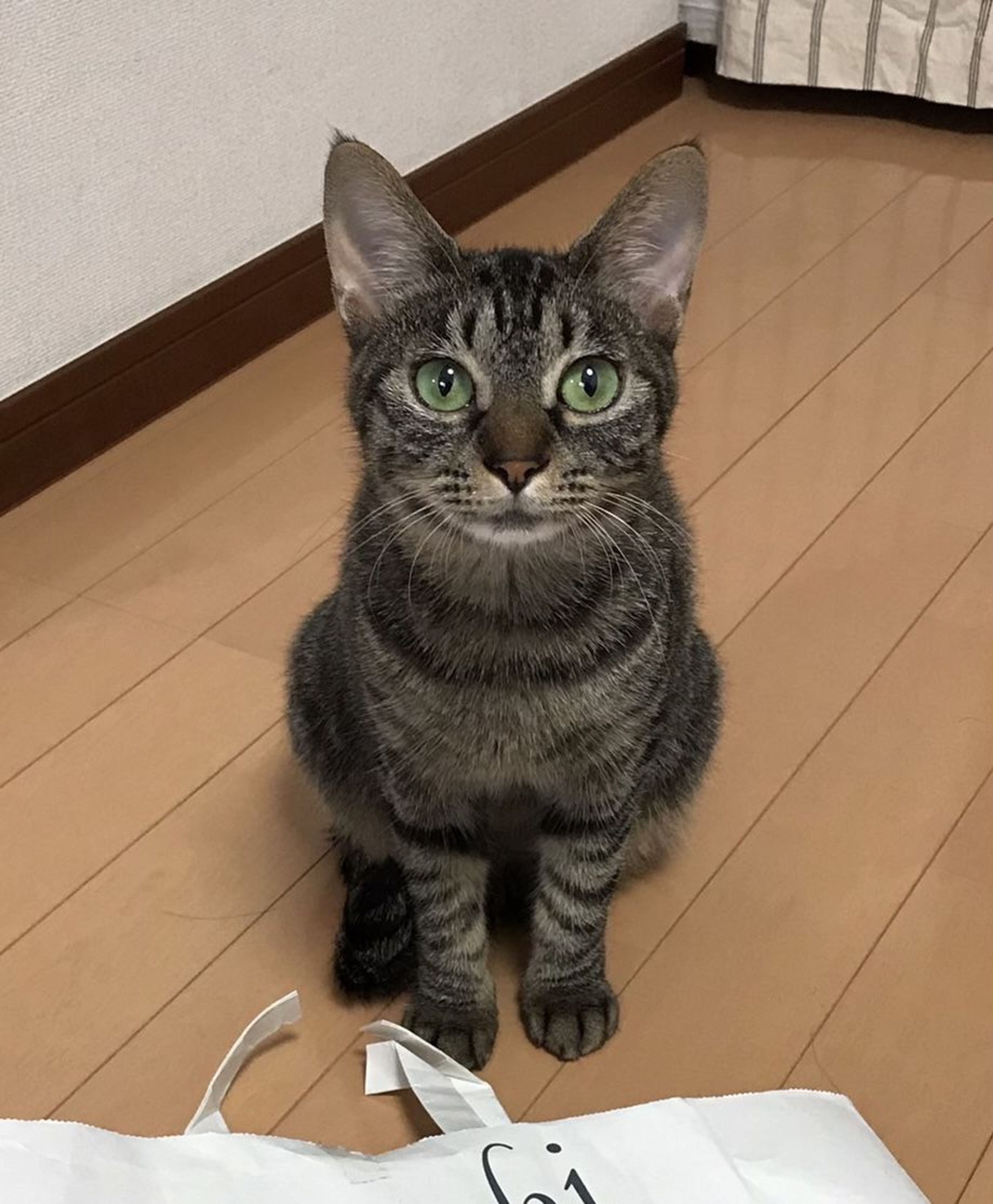 雑種（ミックス猫）・メスの里親募集の写真