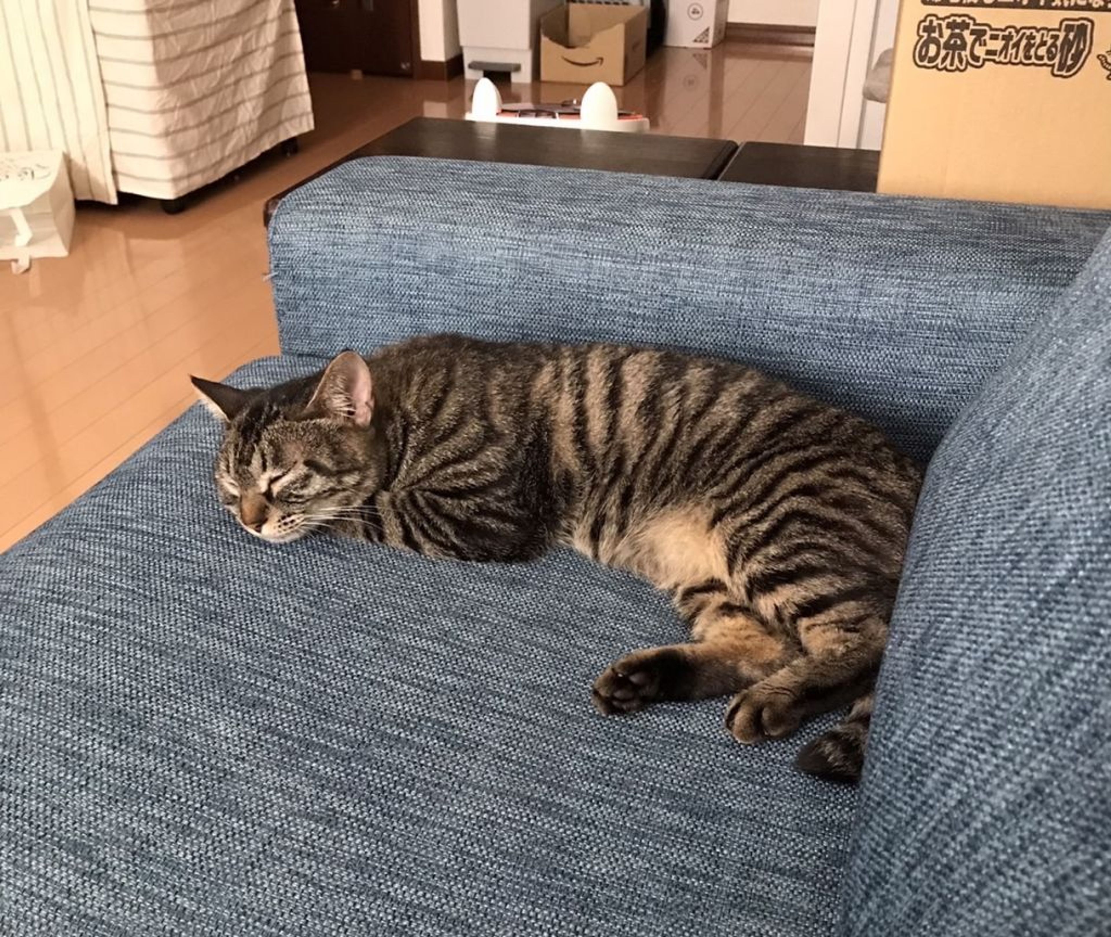 pet-image-3