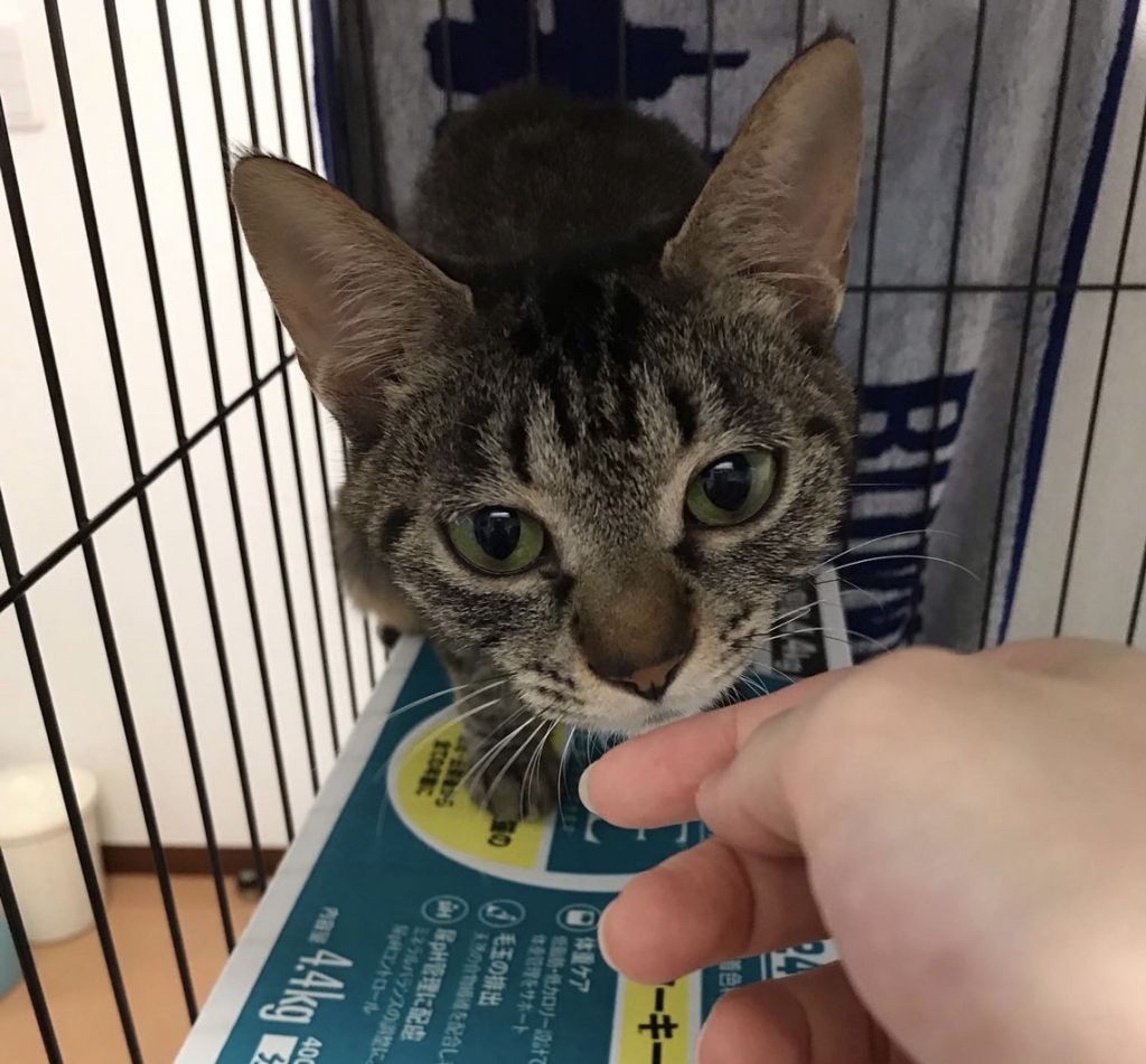 pet-image-4